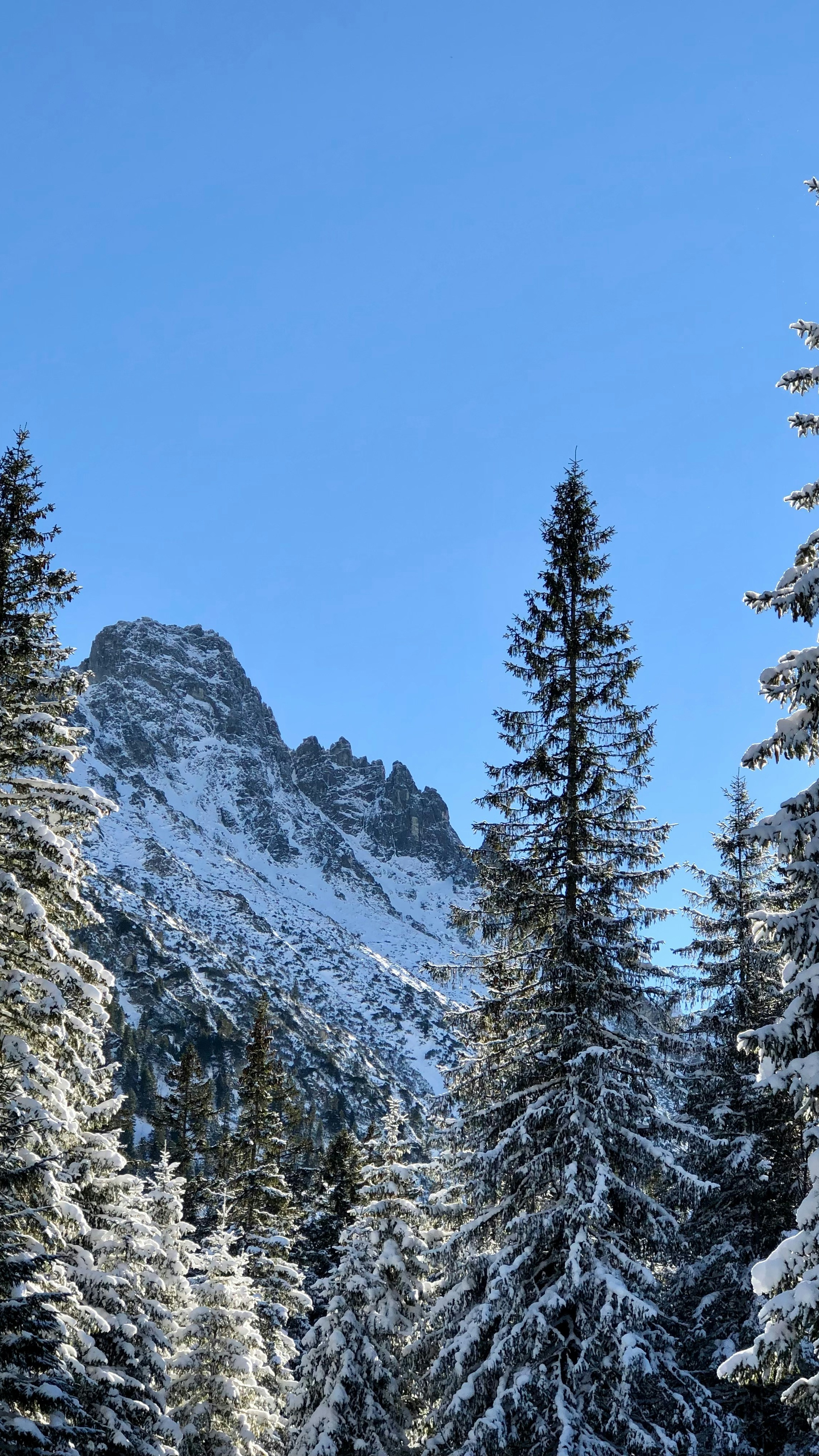Snowy Mountain Winter Forest