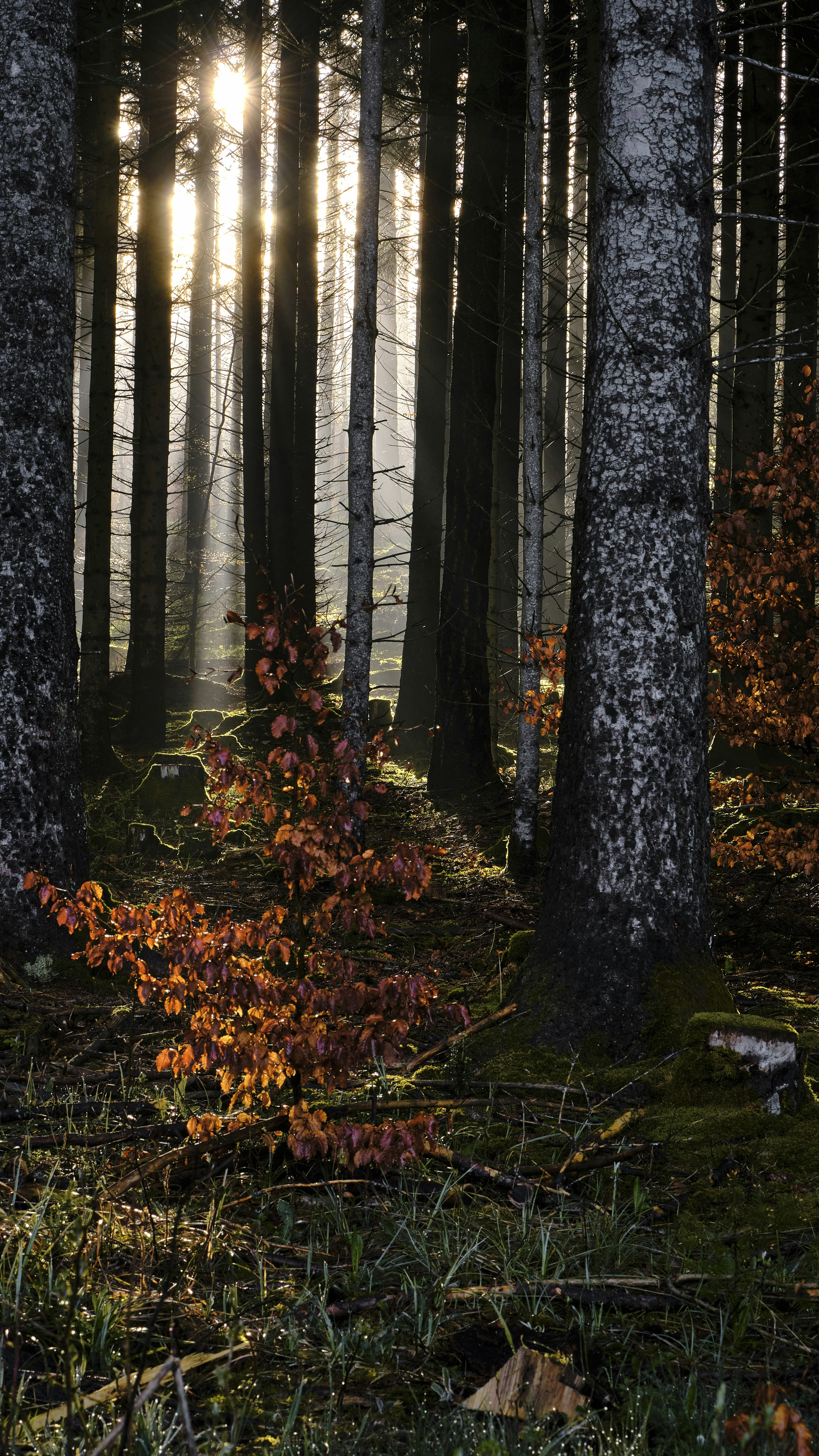 Sunbeams Through Autumn Forest