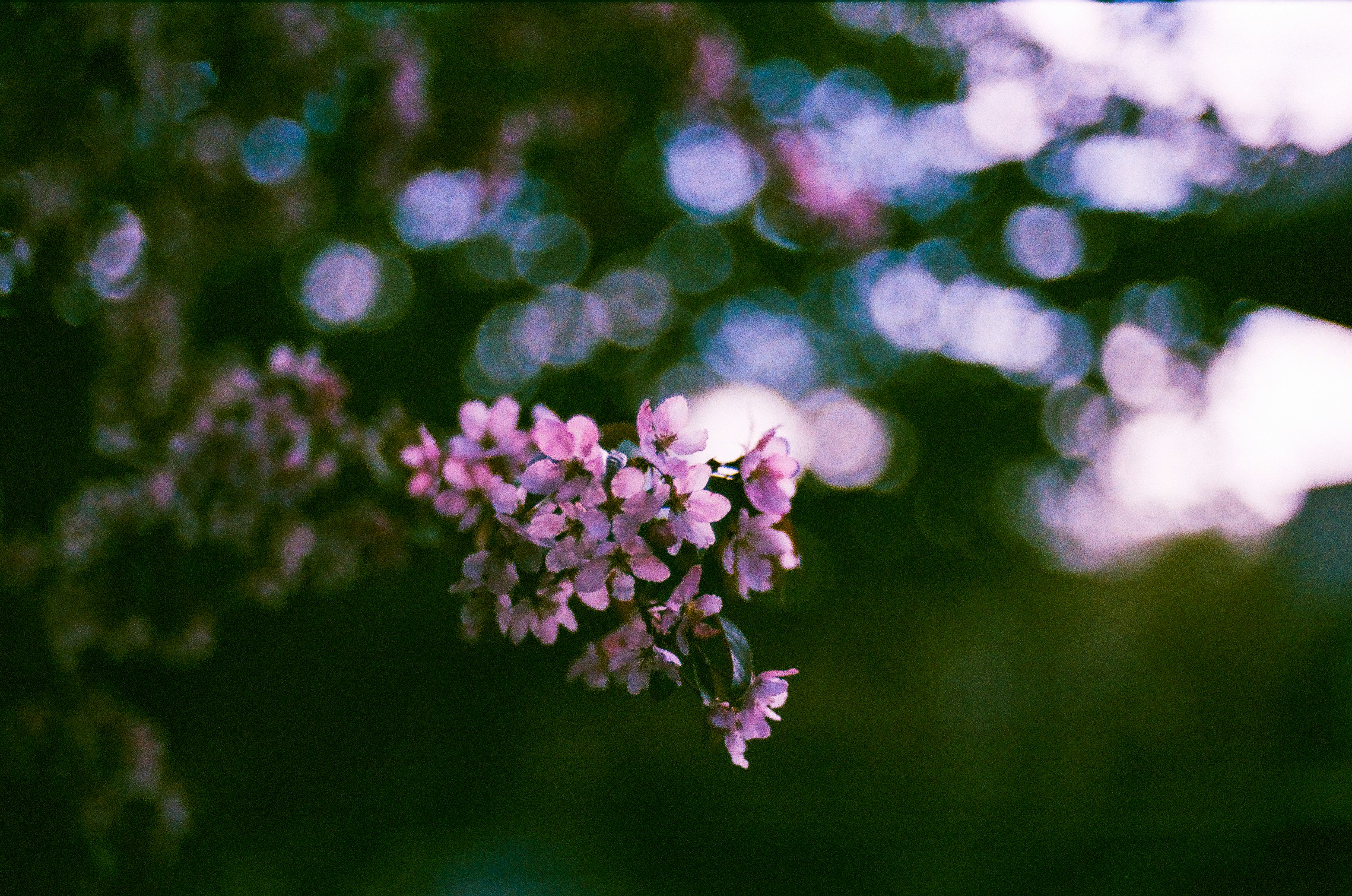 Pink Spring Flower Cluster