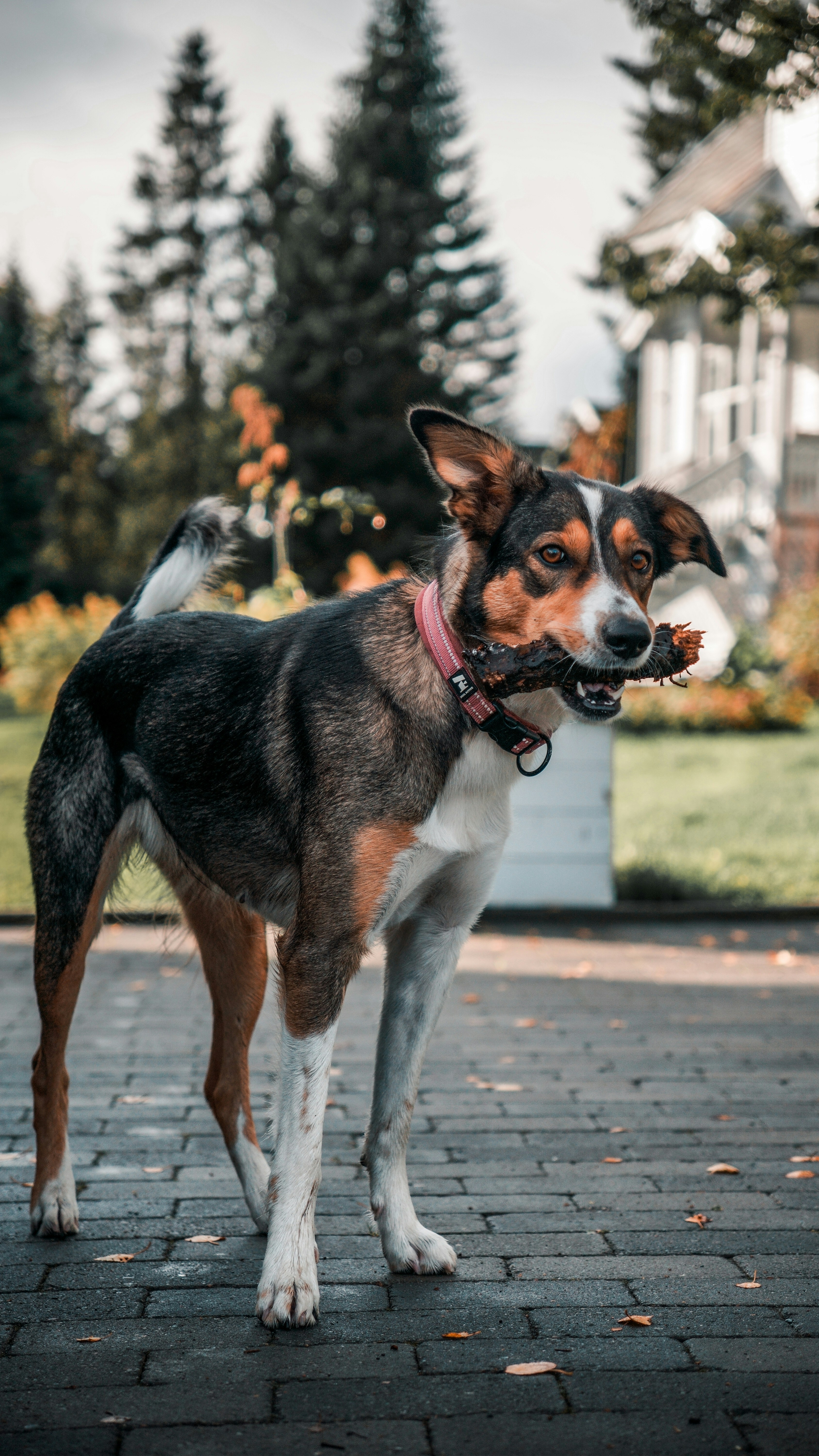 Dog Holding Stick in Residential Yard