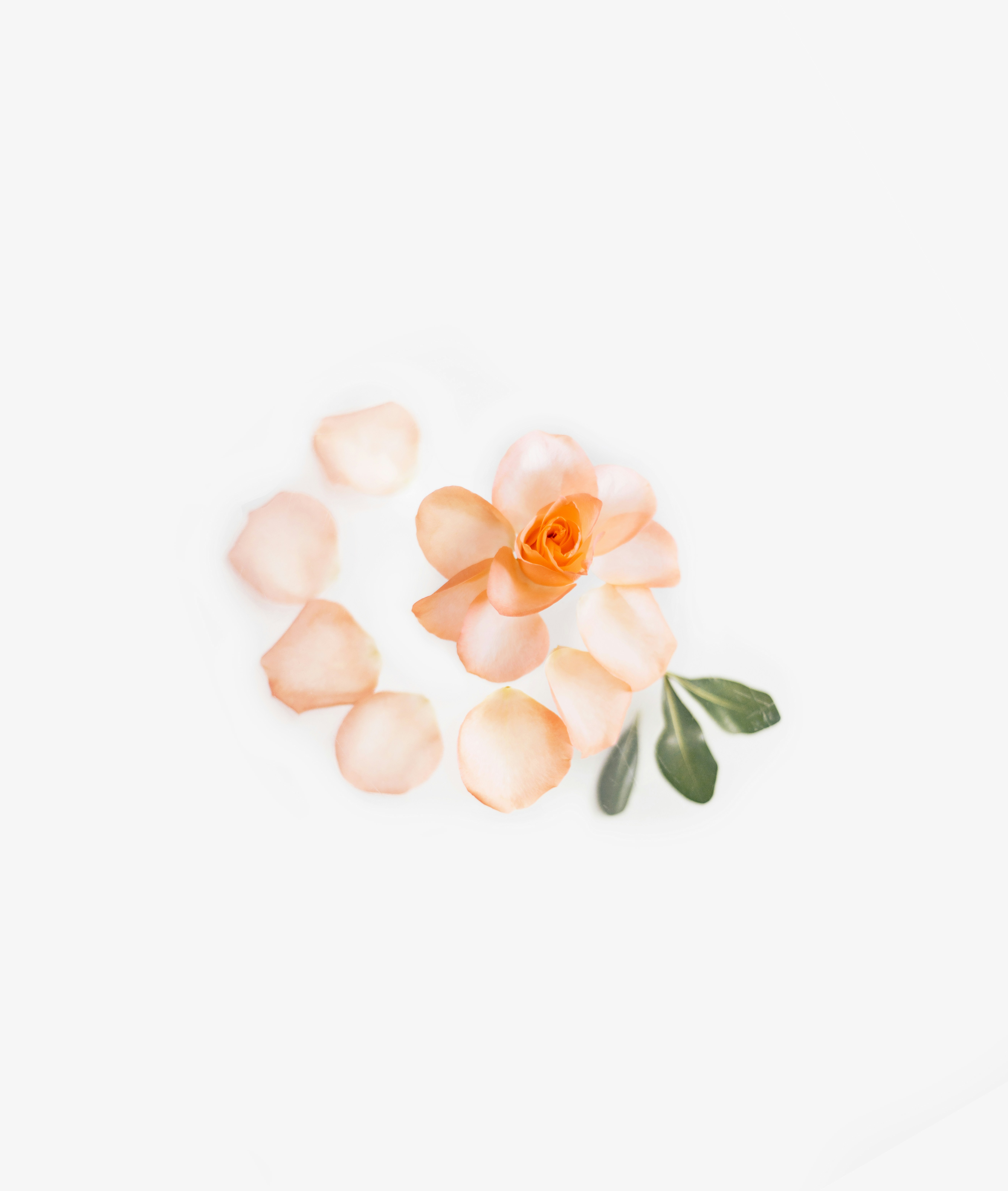 Peach Rose Arrangement on White Background