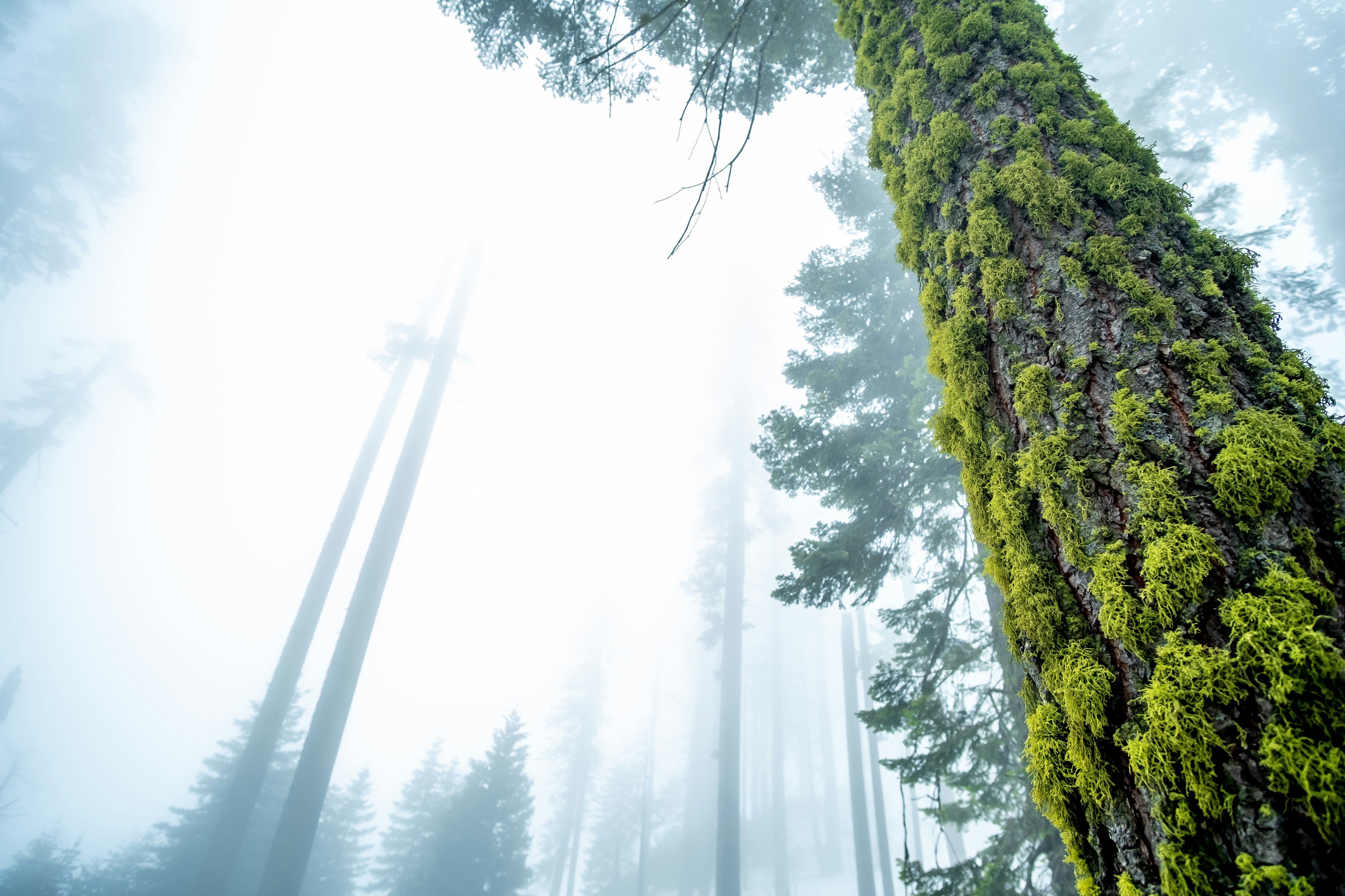 Mossy Tree in Foggy Forest