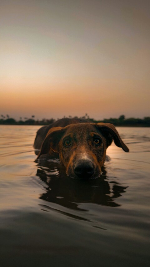 Dog Swimming In Water At Sunset