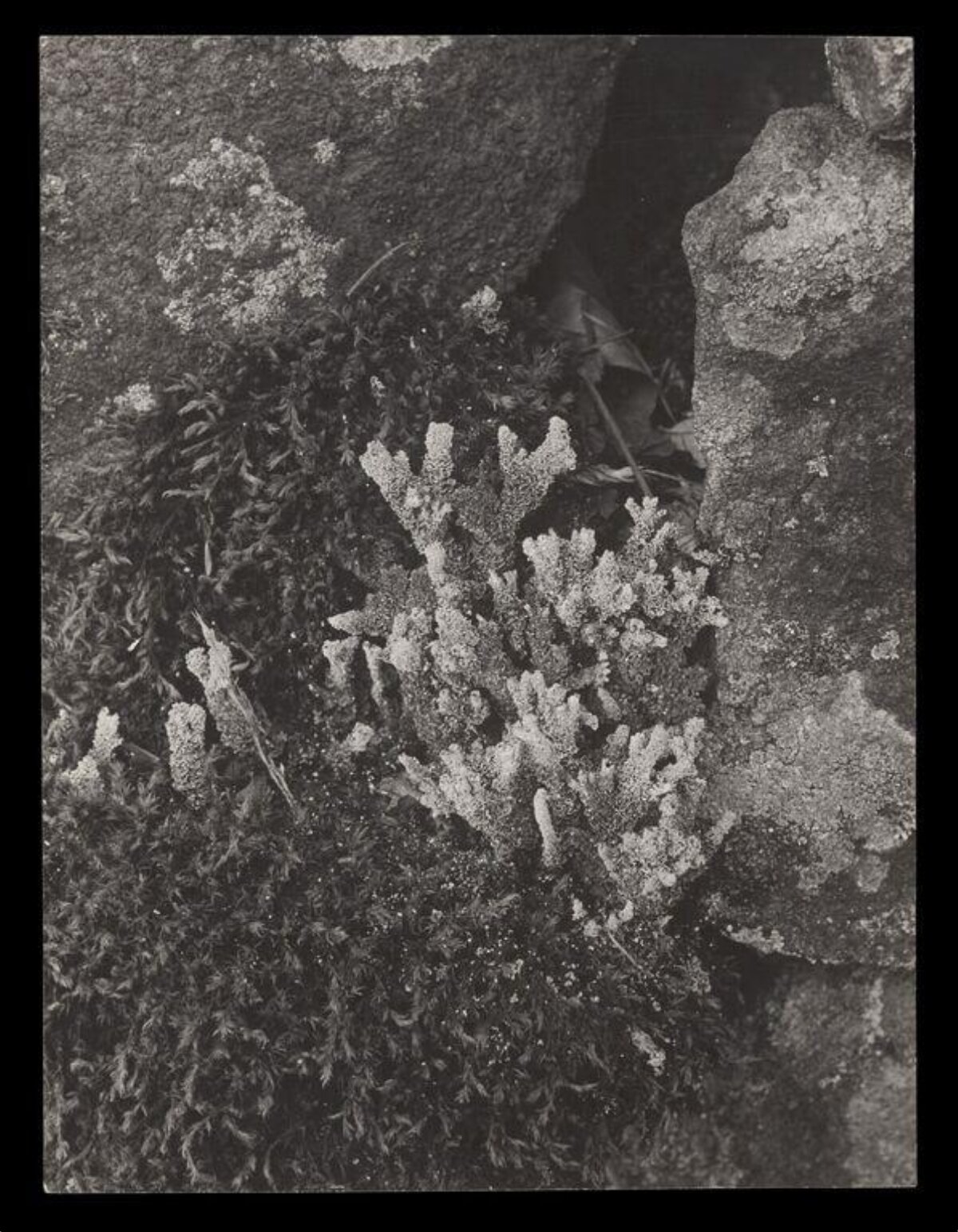 Lichen and Moss Between Rocks
