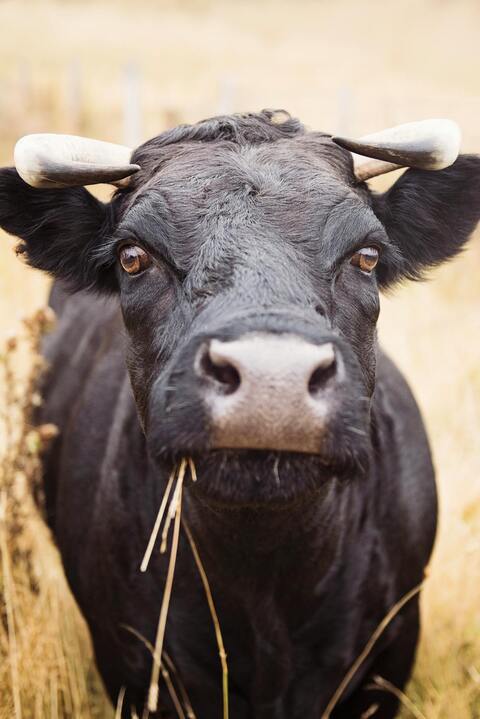 Black Cow Close-Up Portrait