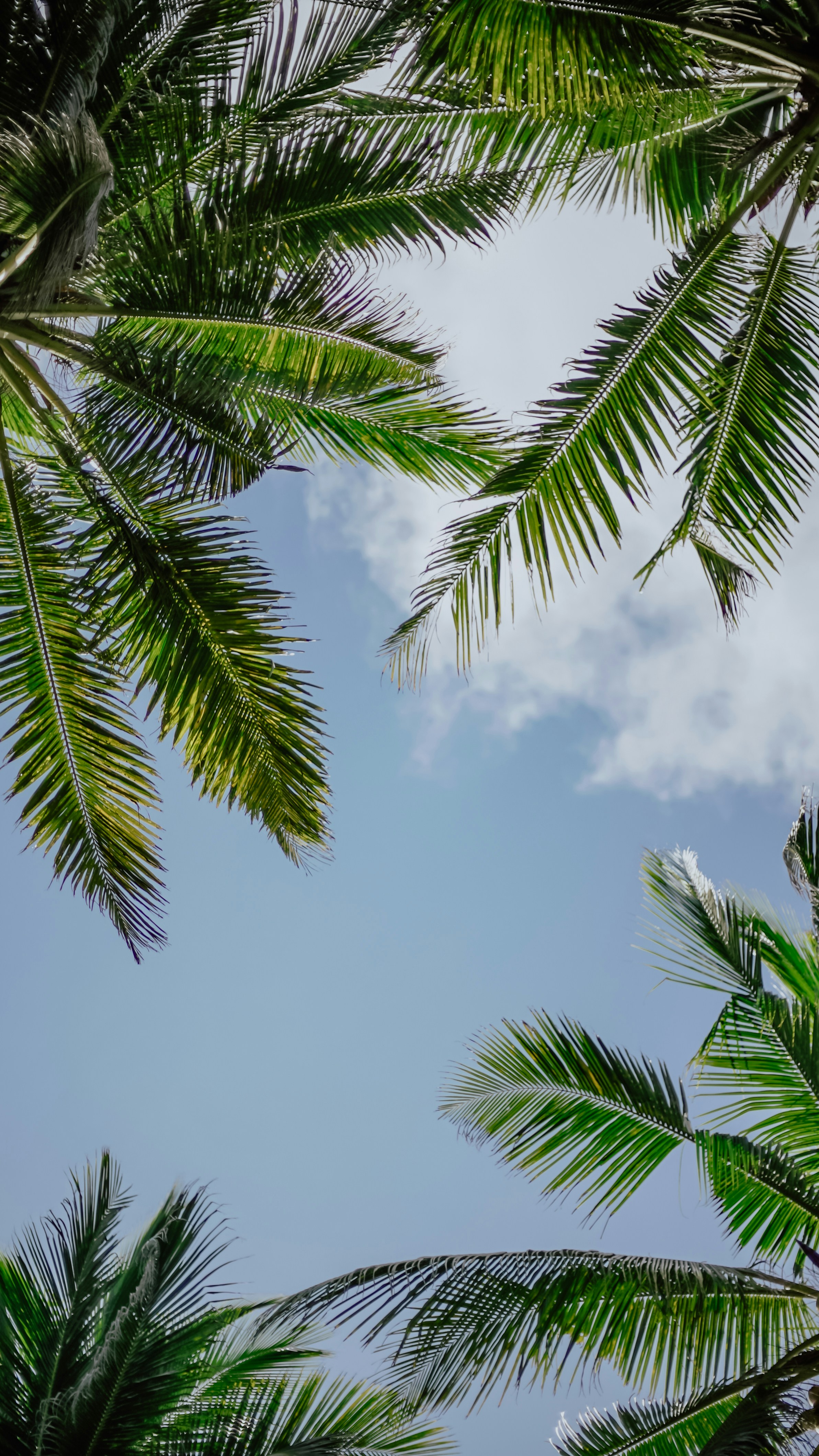 Coconut Palm Fronds Against Blue Sky