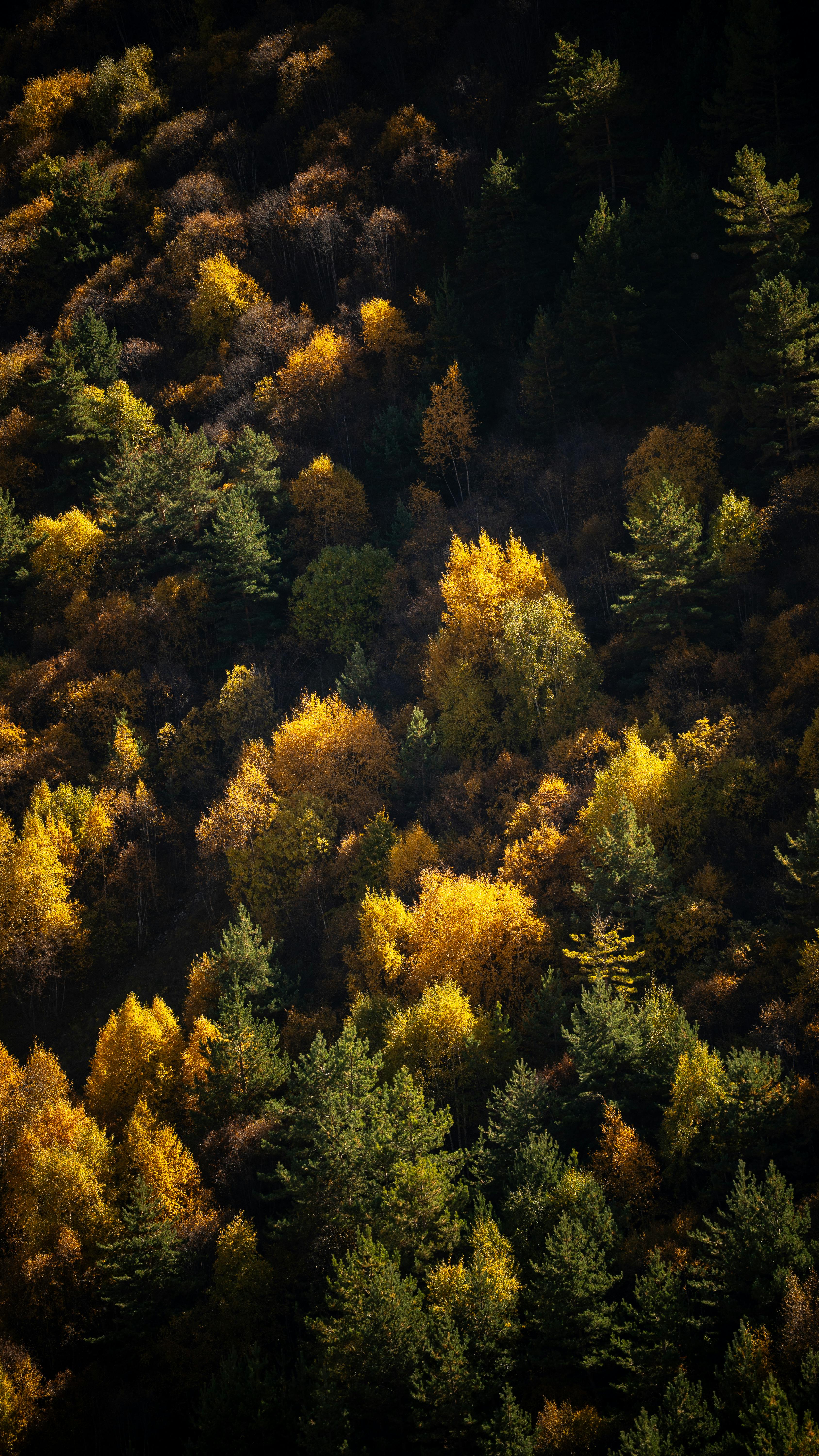 Wallpapers