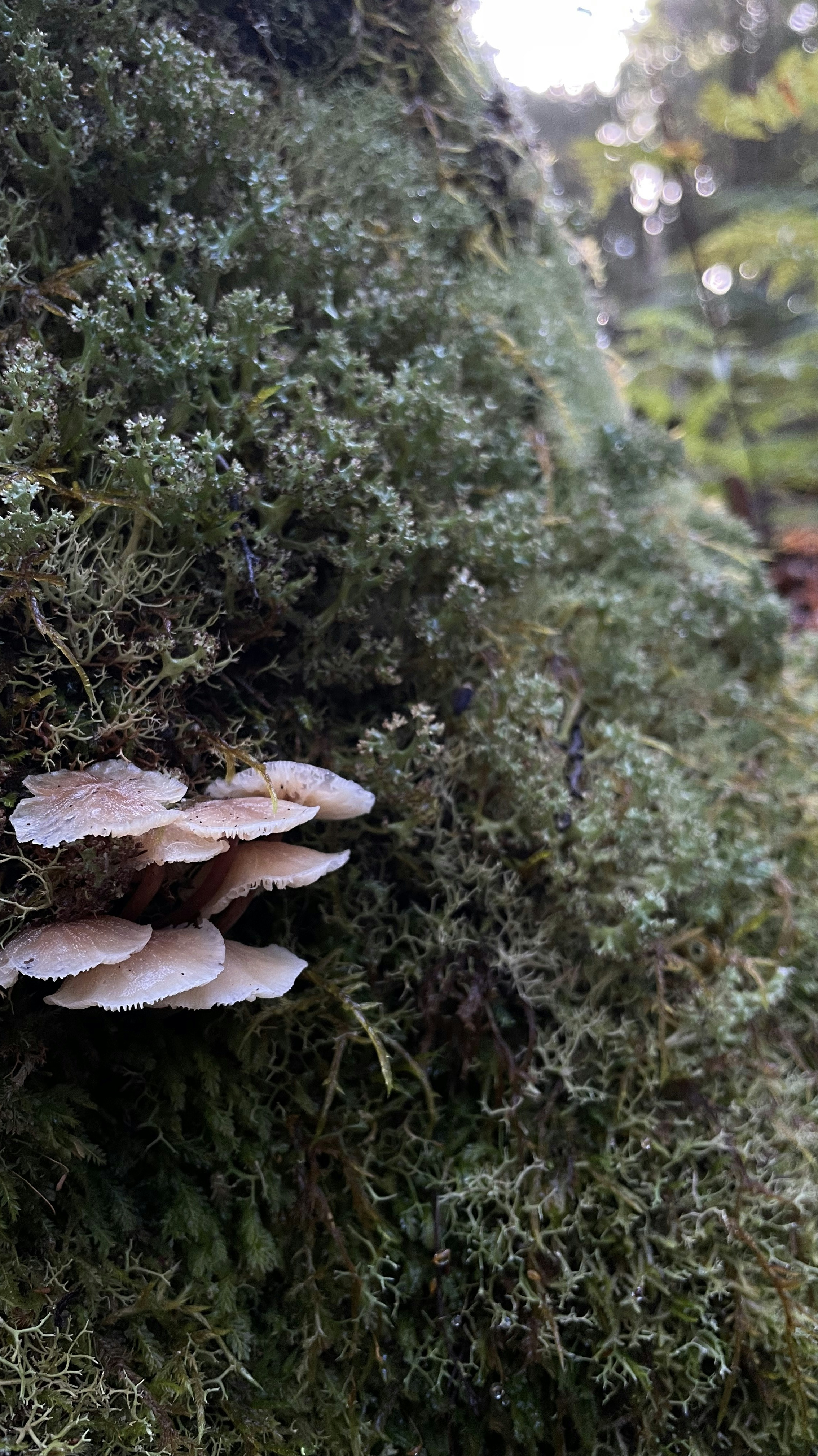 Mushrooms on Mossy Tree Trunk