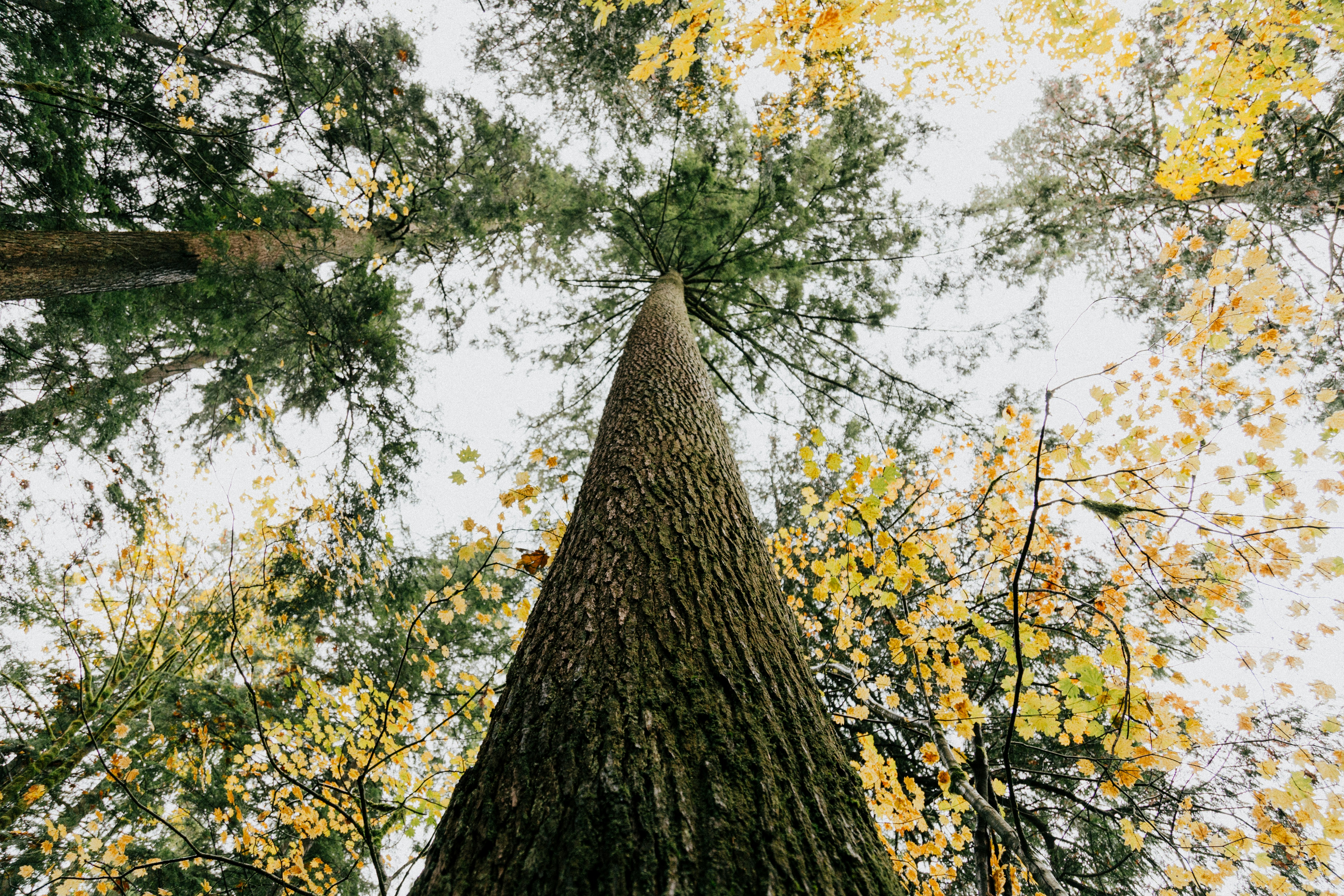 Low Angle Shot of Tall Tree in Autumn Forest