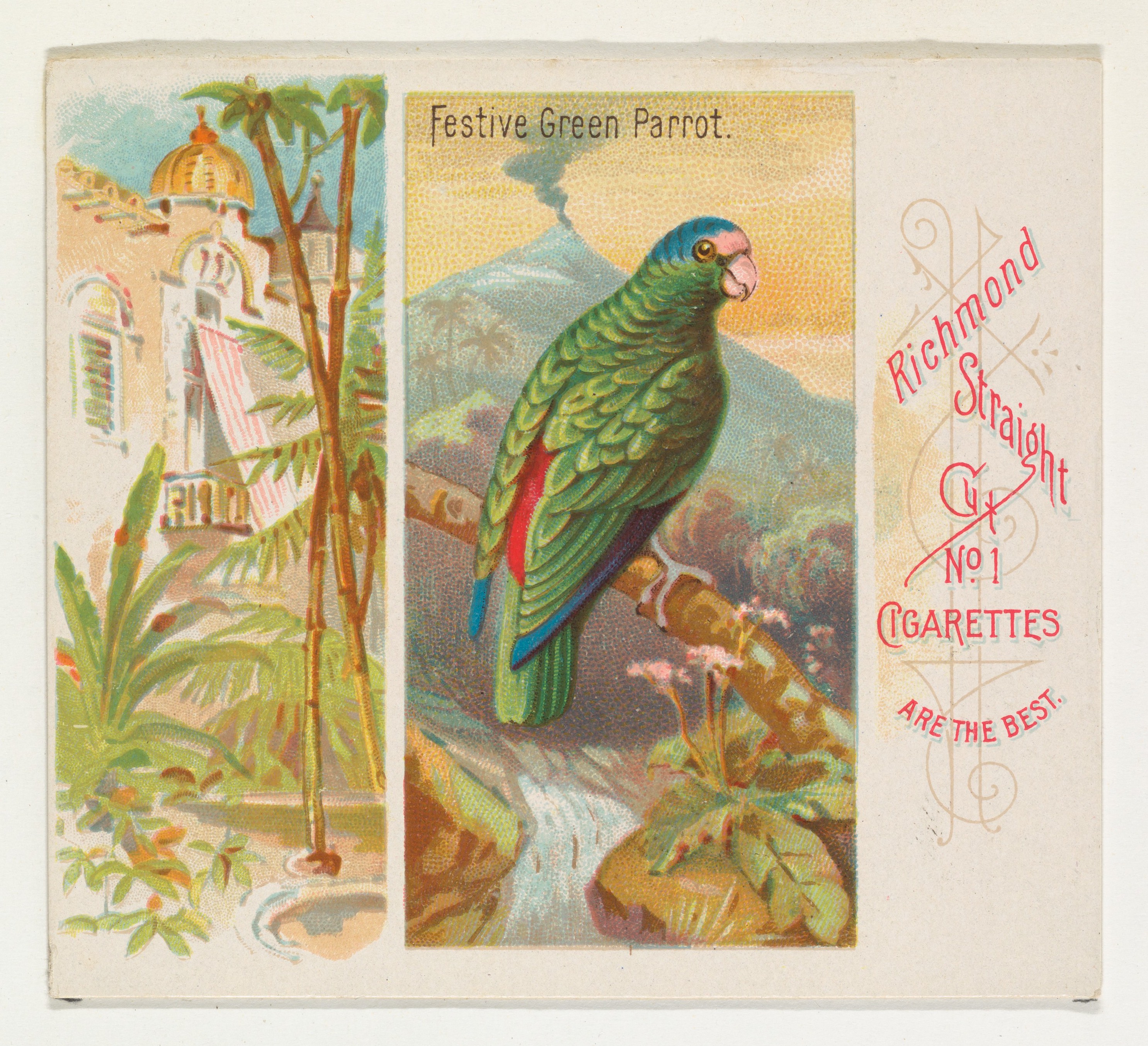 Vintage Cigarette Card of Festive Green Parrot
