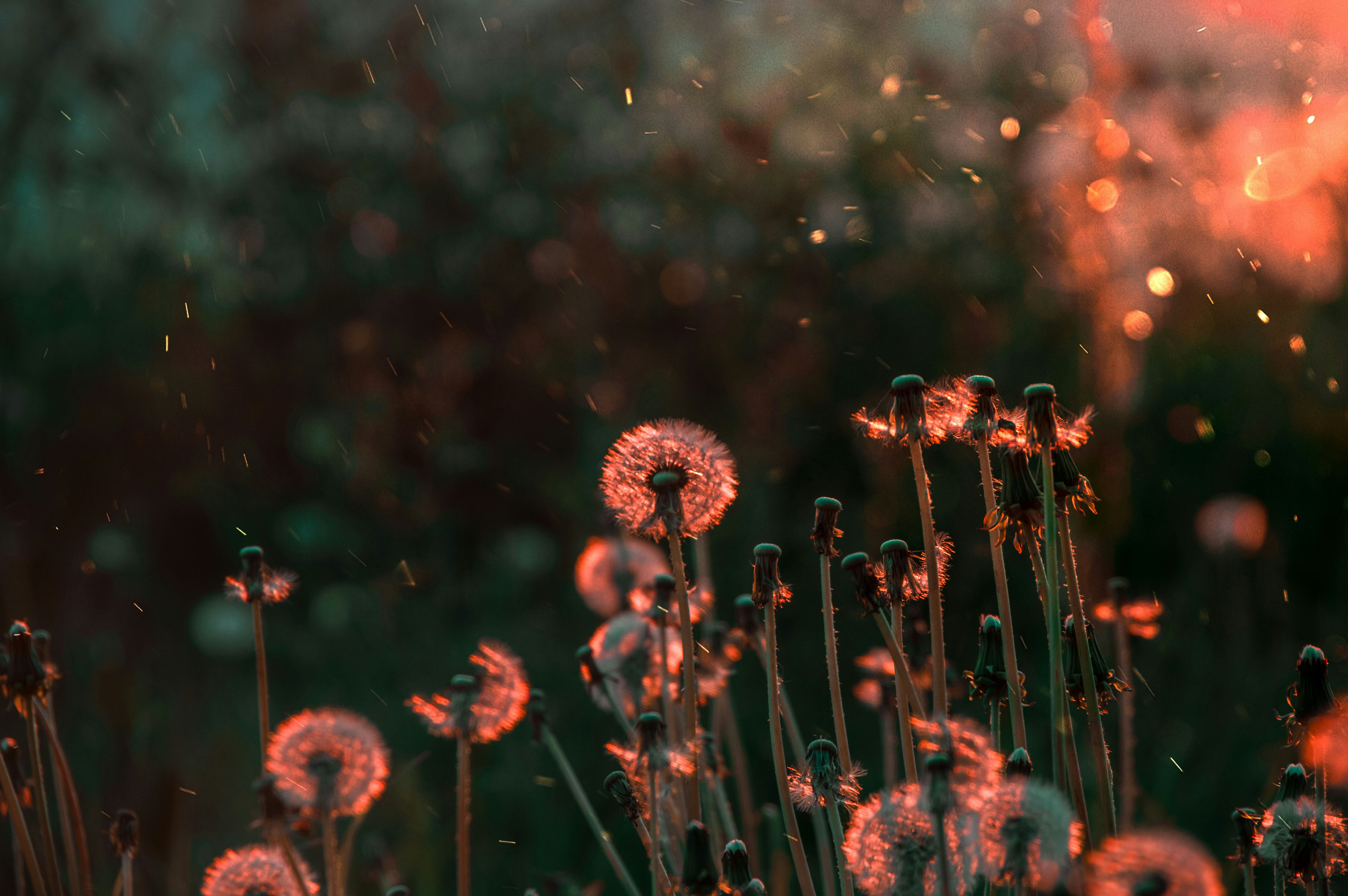 Dandelions at Sunset