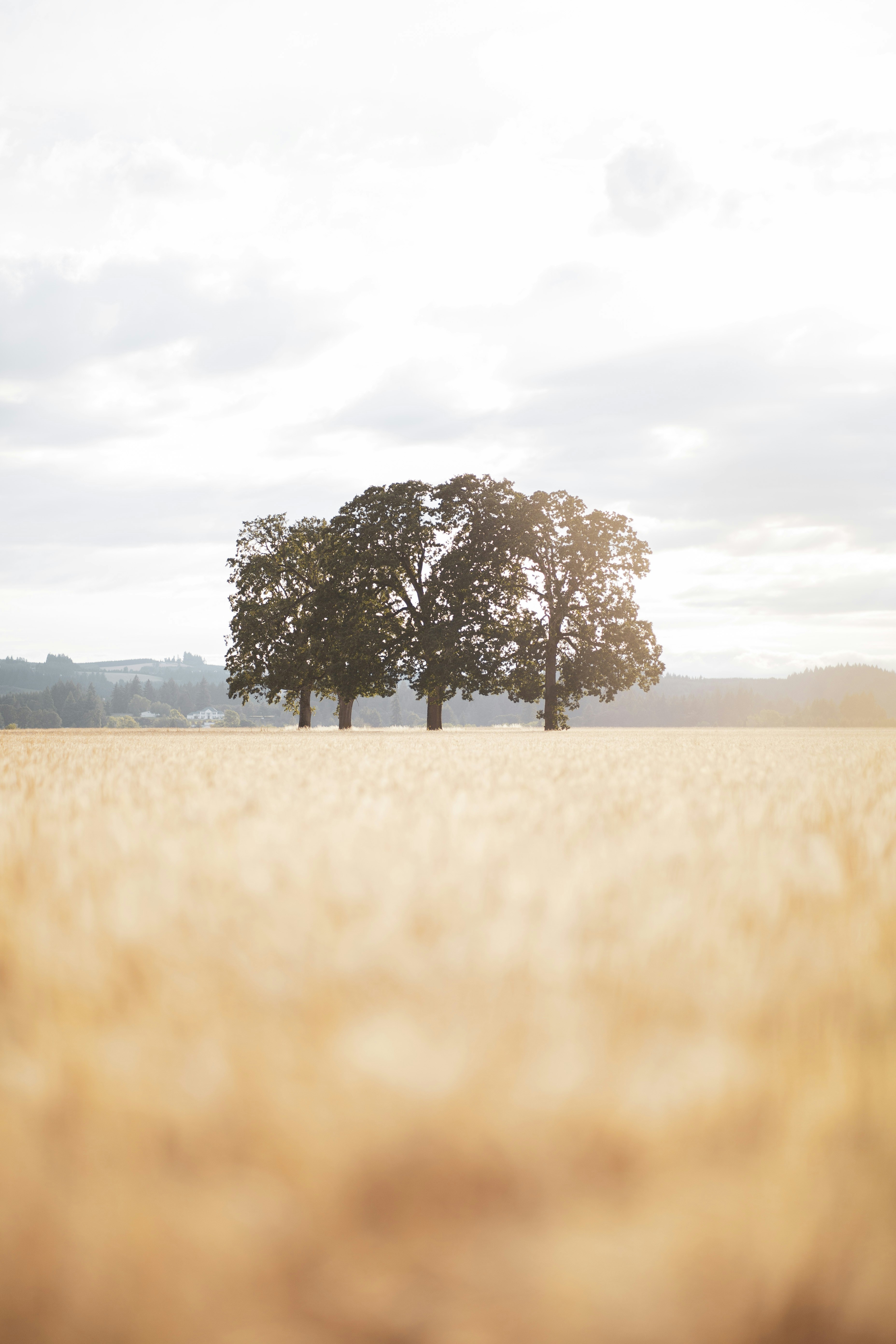 Four Trees in Golden Wheat Field