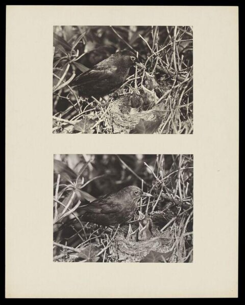Two Vintage Photos of Blackbird at Nest