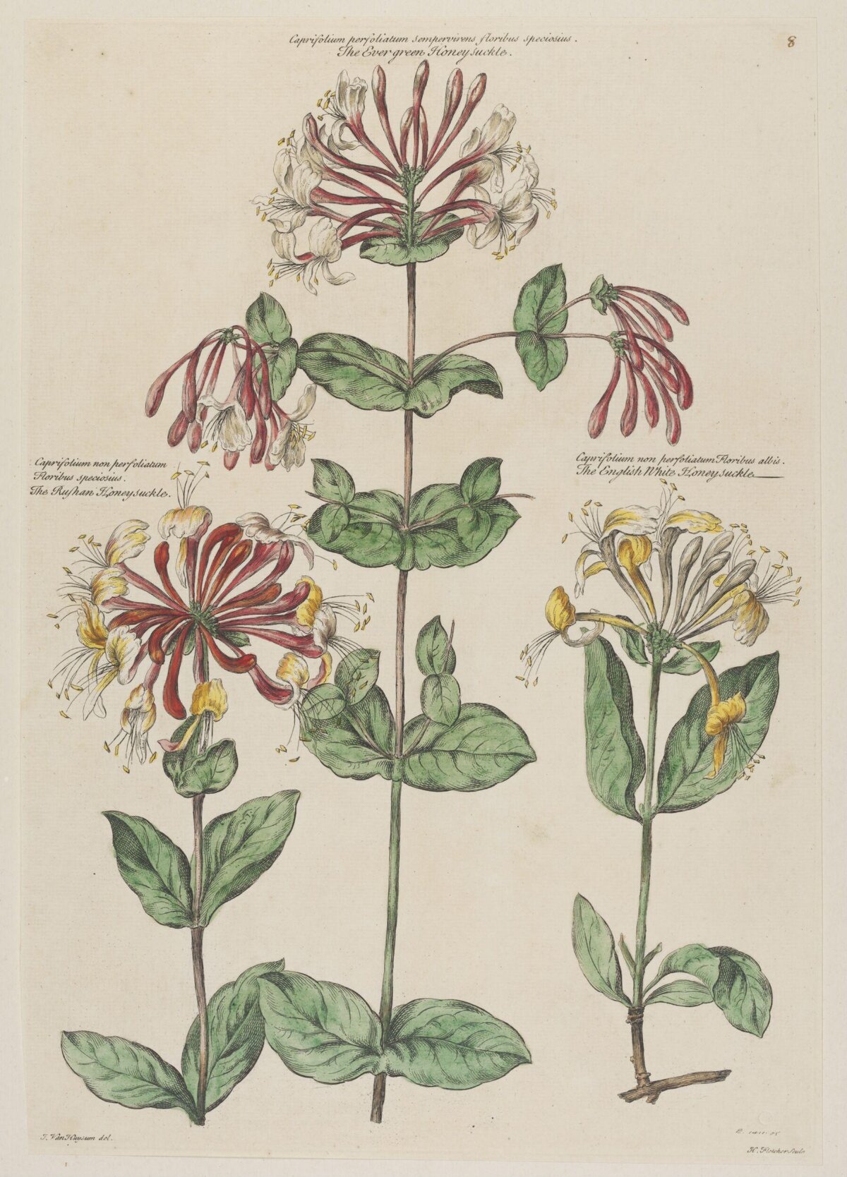 Vintage Honeysuckle Botanical Illustration