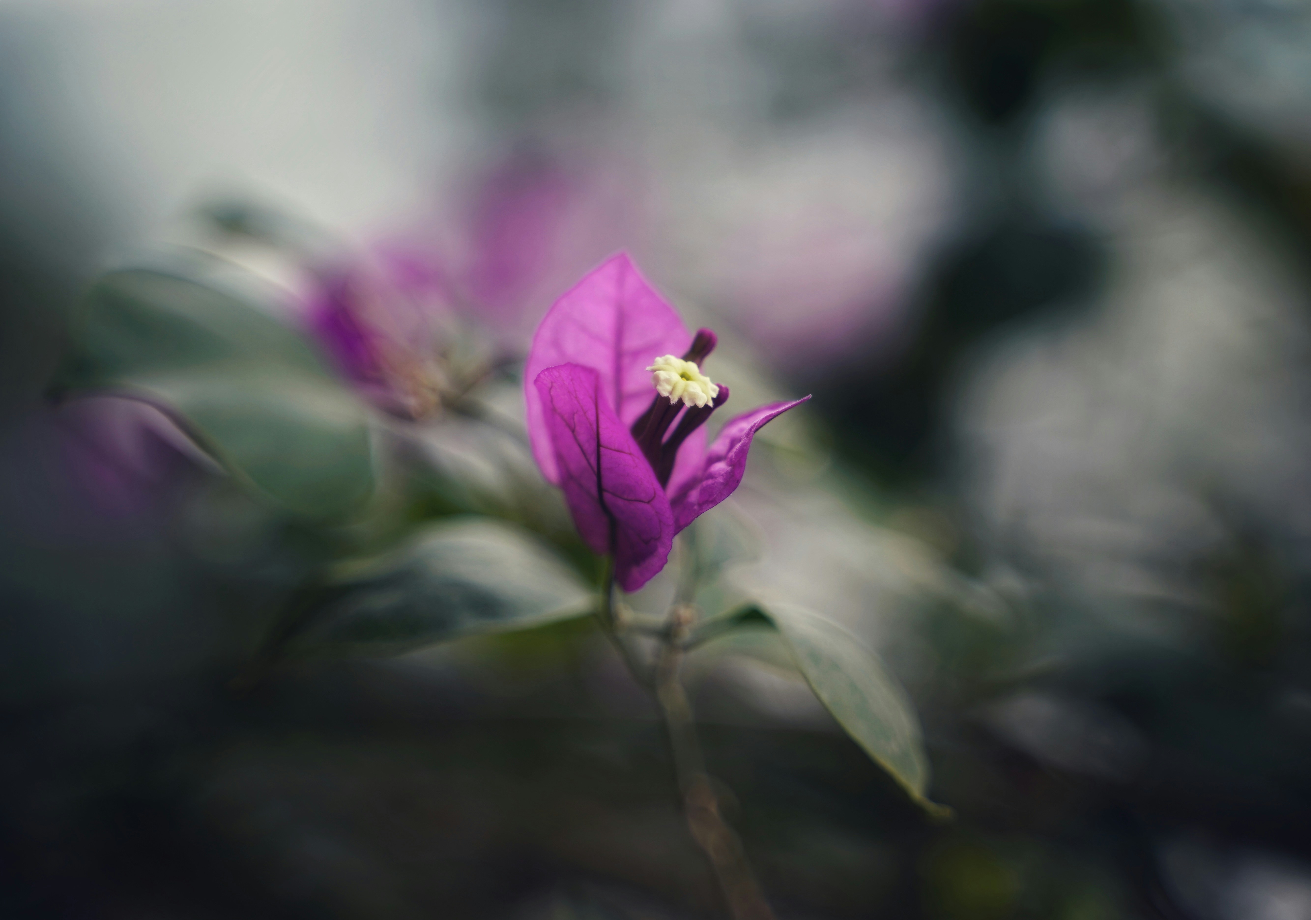 Purple Bougainvillea Flower