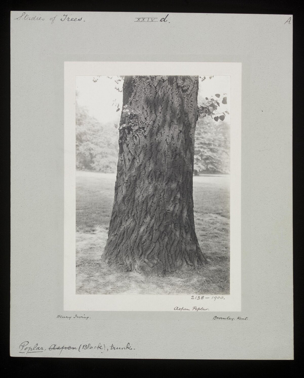 Vintage Aspen Poplar Trunk Study