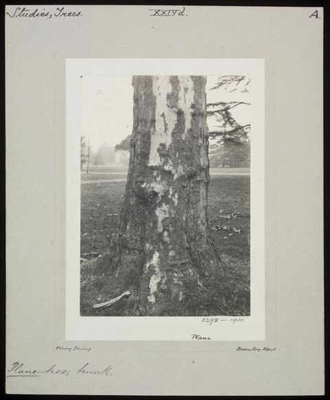 Vintage Photo of Plane Tree Trunk