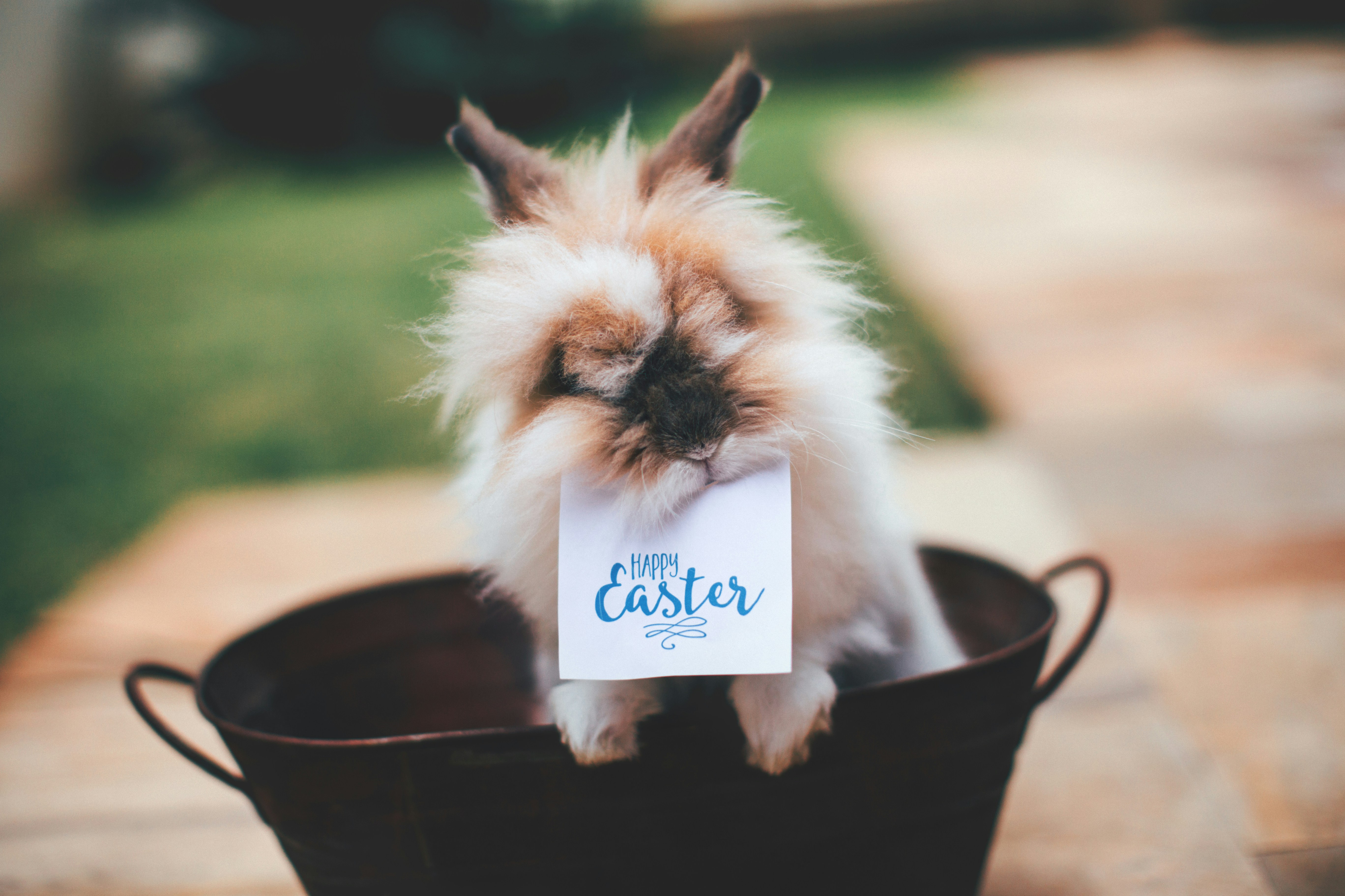 Fluffy Bunny Holding Happy Easter Card