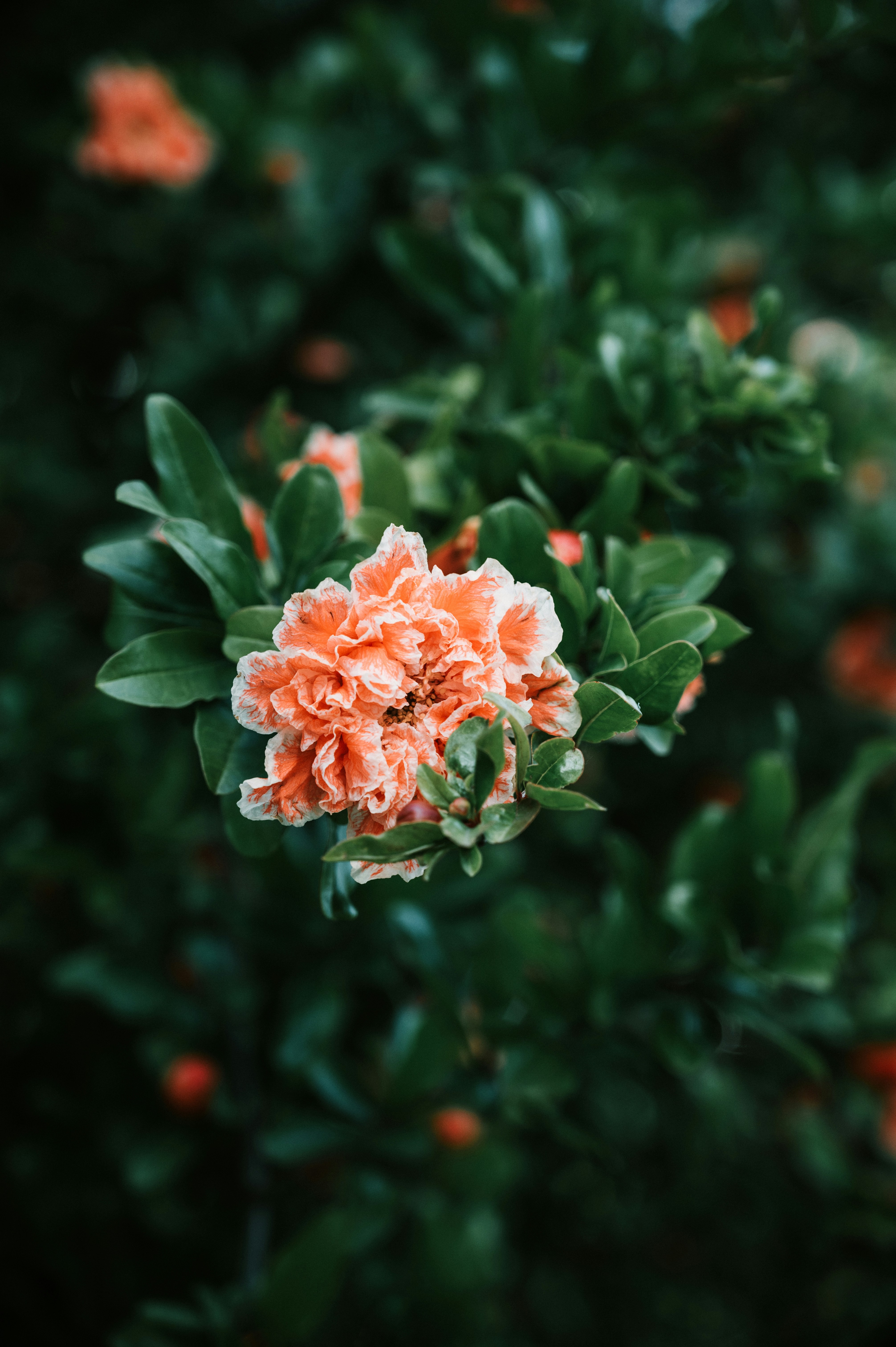 Blooming Variegated Pomegranate Flower