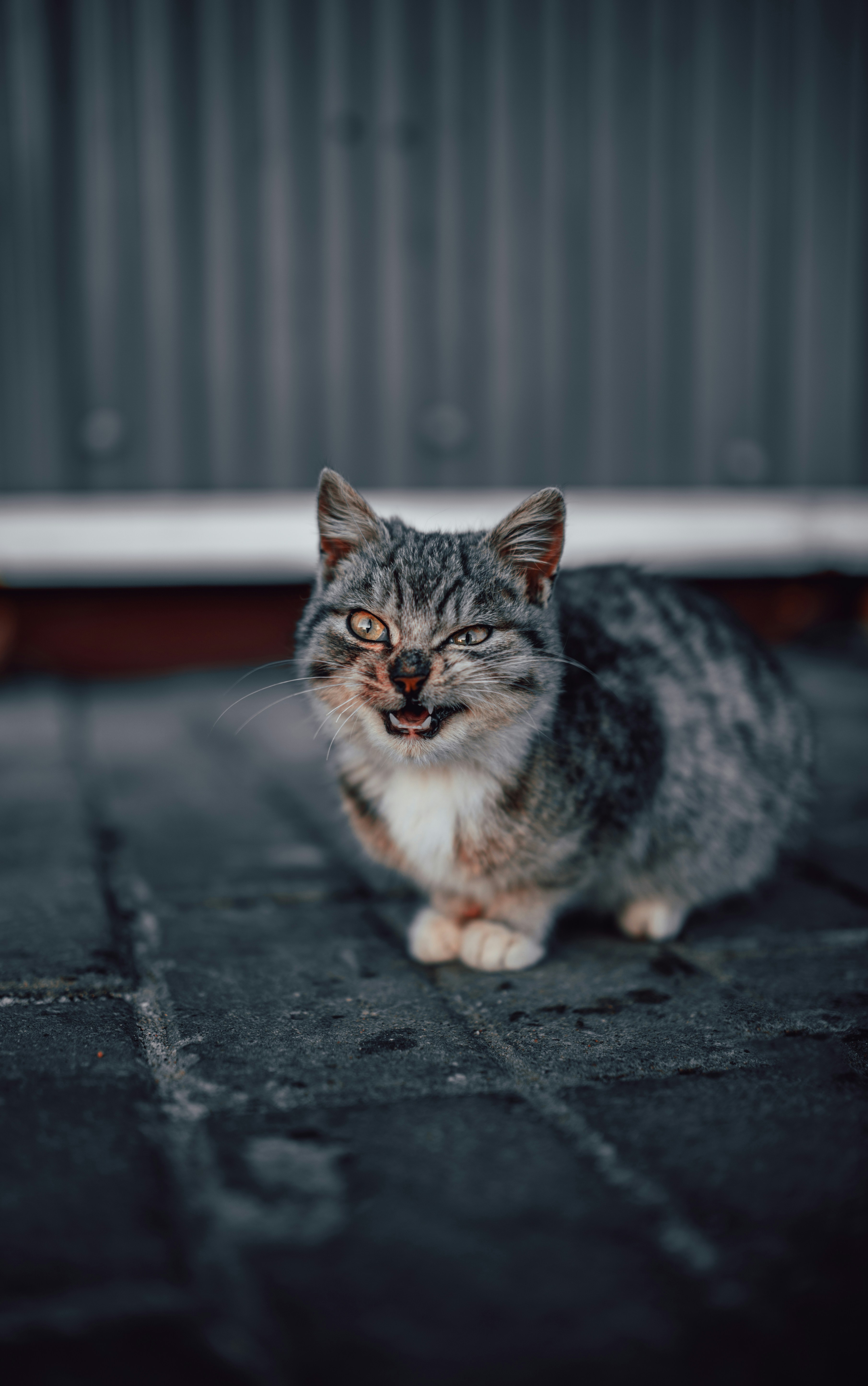 Hissing Gray Tabby Cat on Pavement