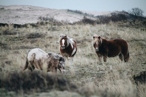 Three Ponies in Grassy Dunes