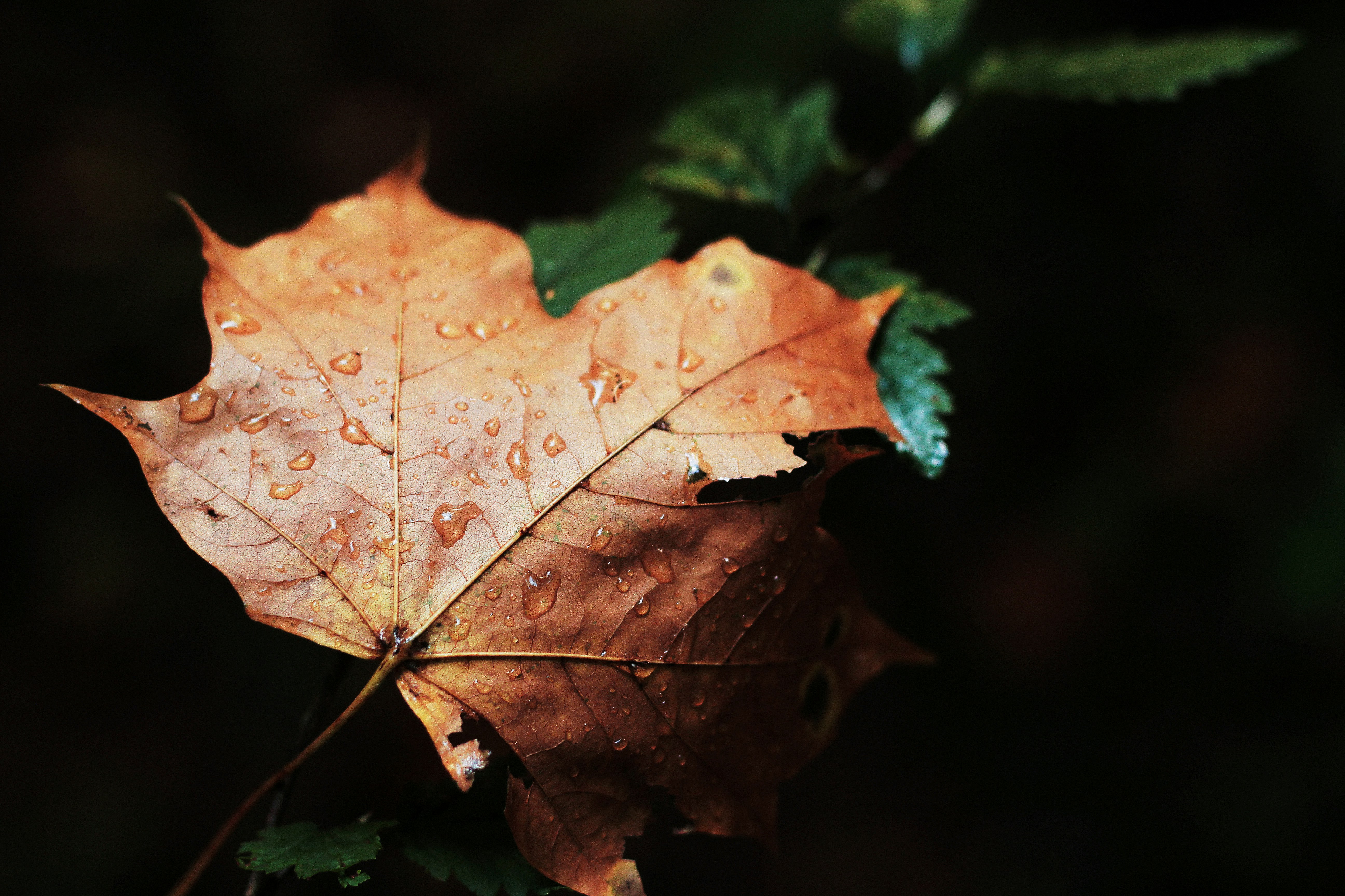 Autumn Maple Leaf with Water Droplets
