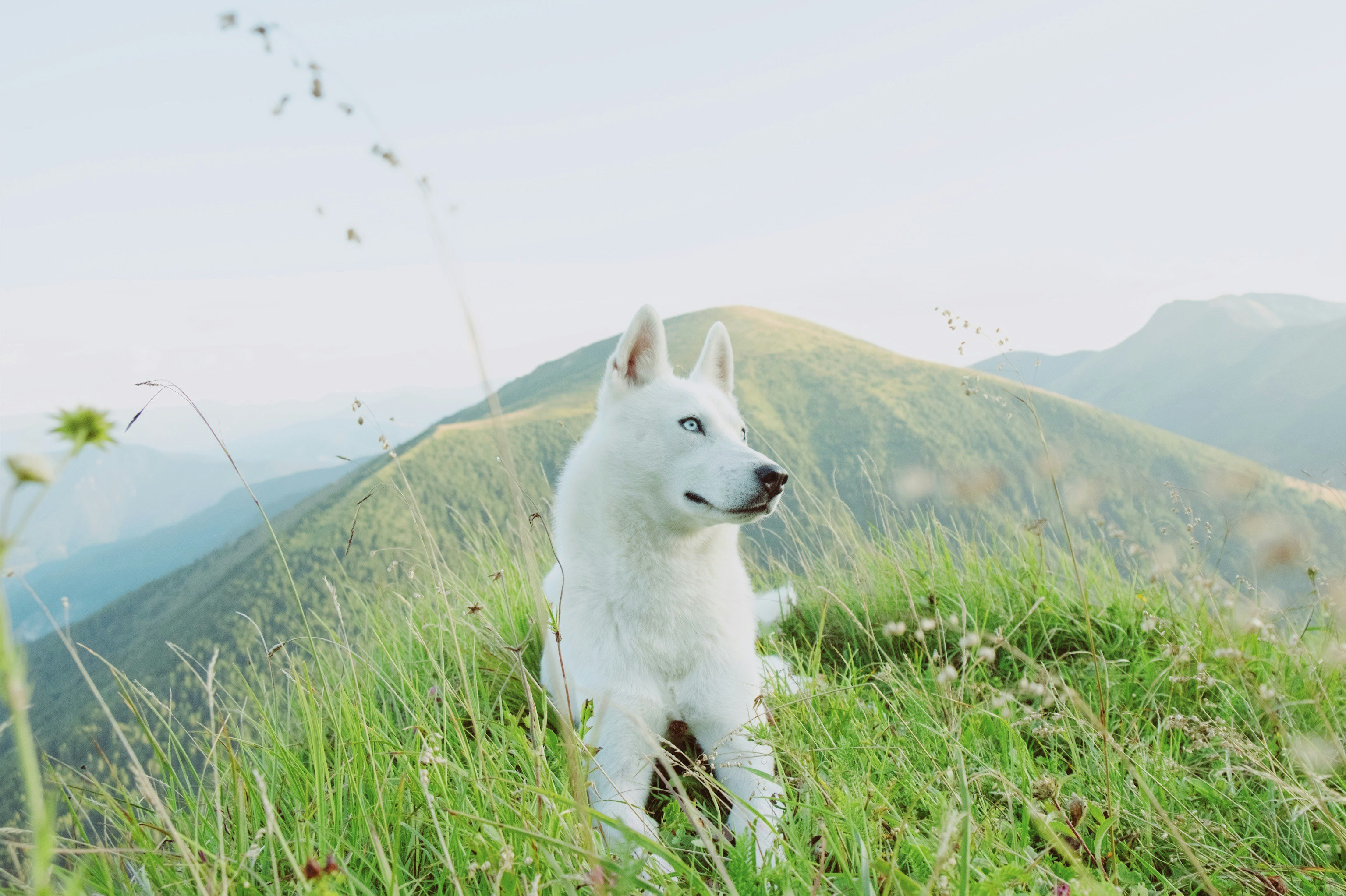 White Husky on Mountain Grassland