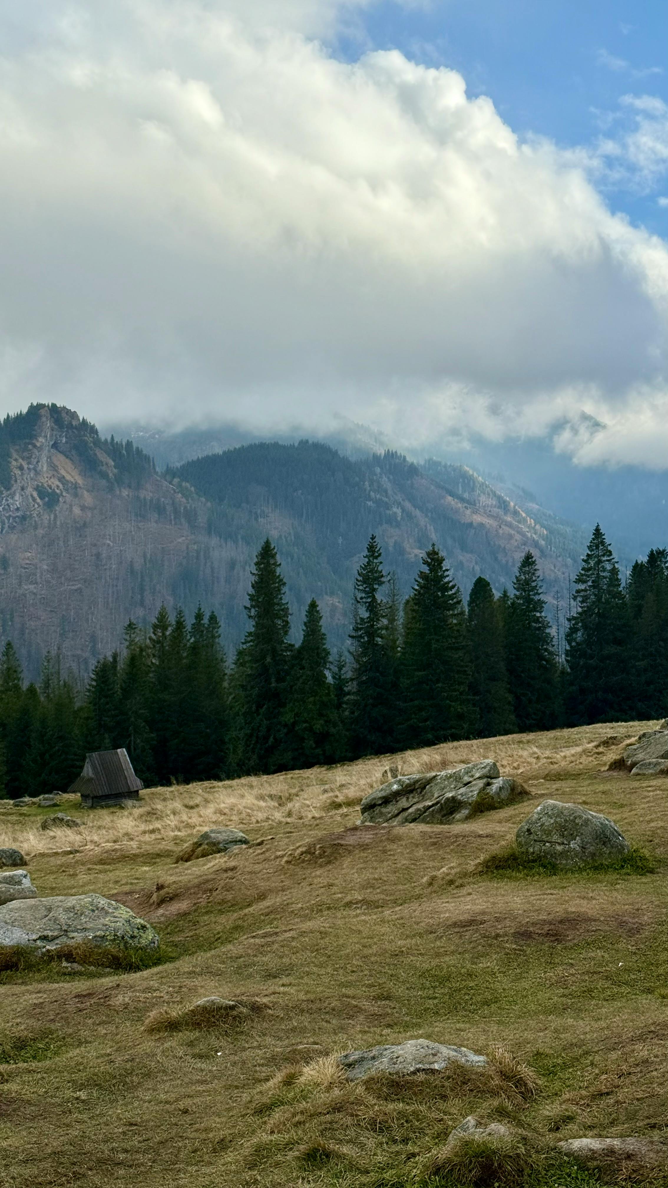 Mountain Meadow Landscape