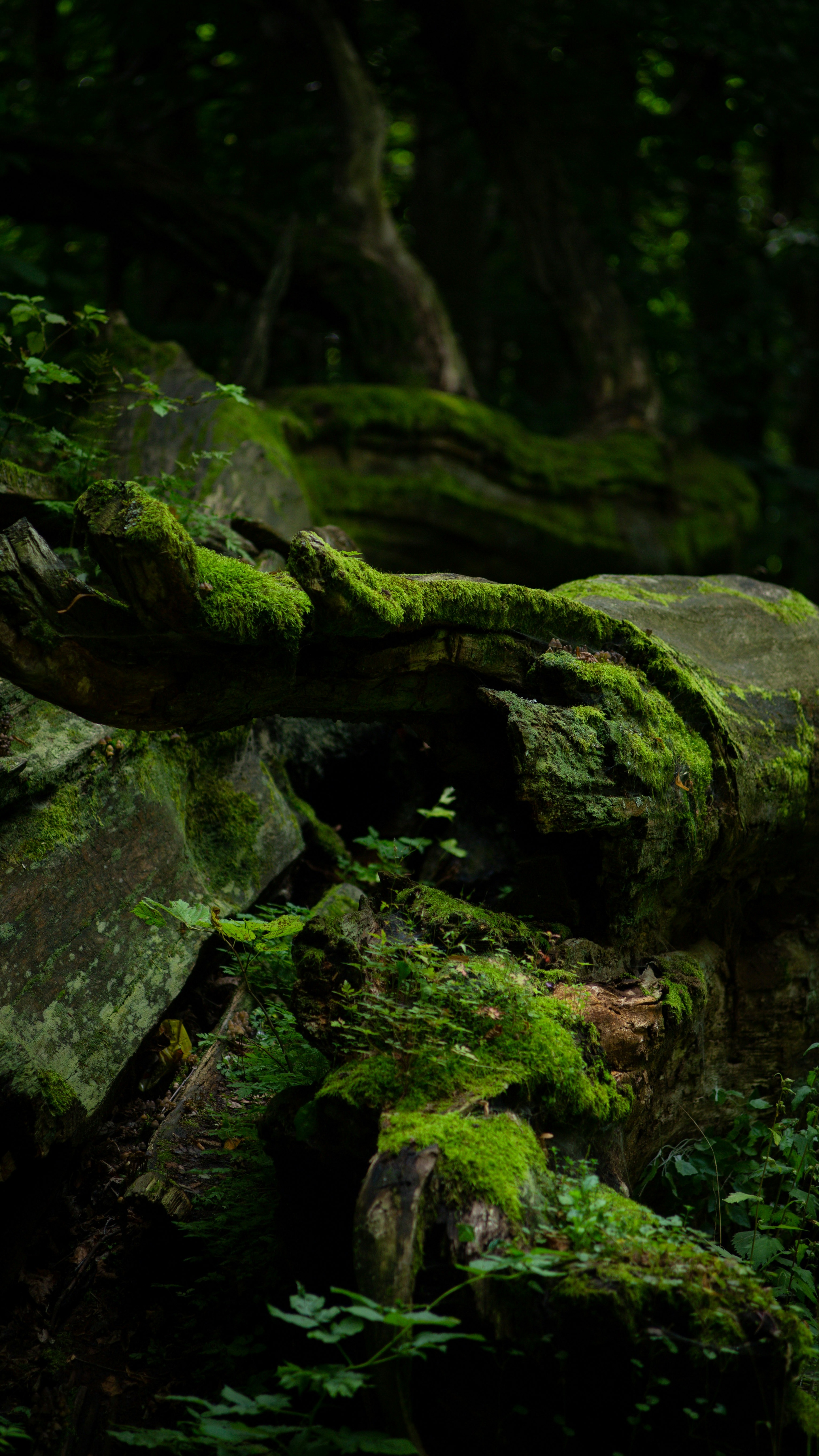 Moss-covered Fallen Tree in Old Forest