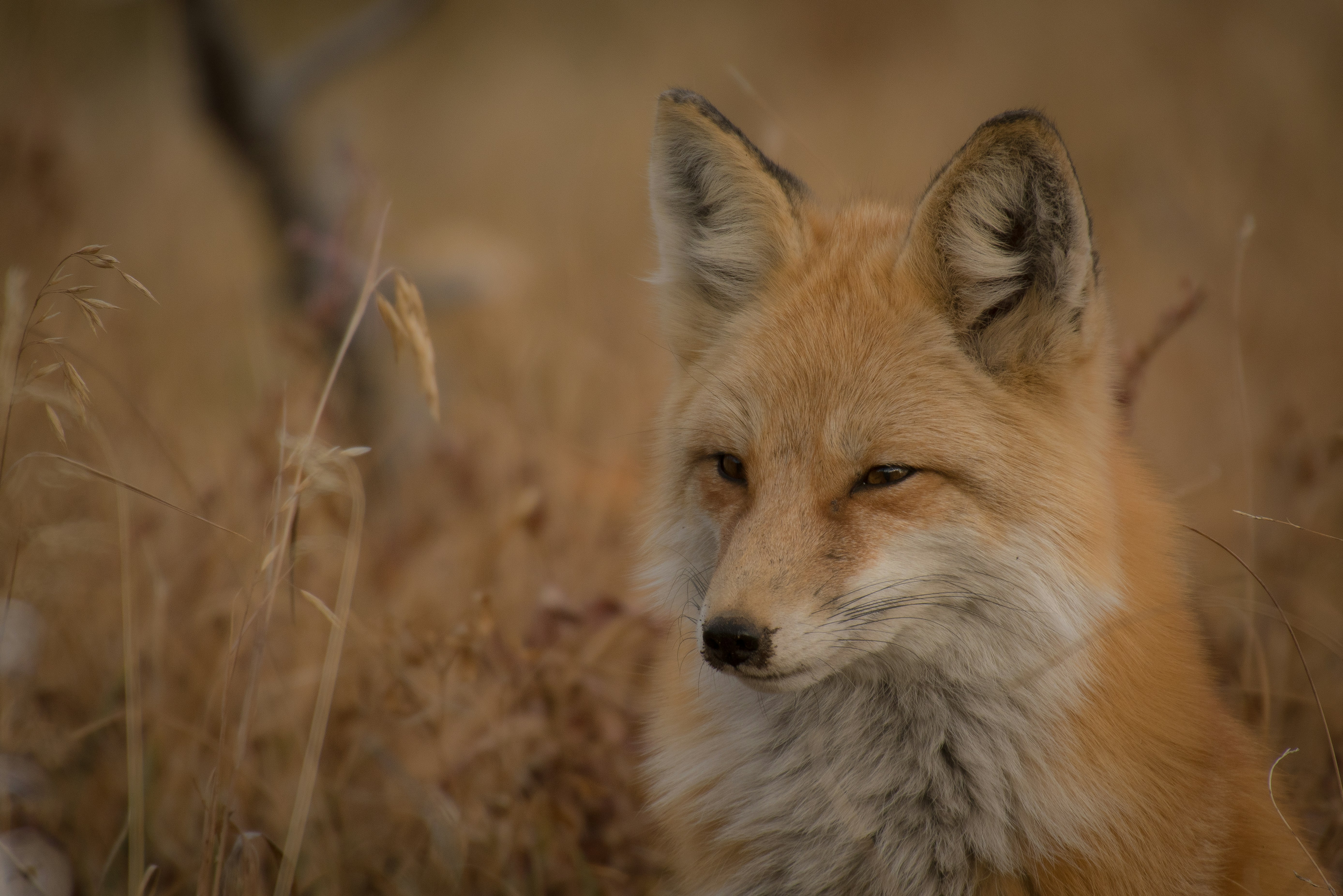 Red Fox in Dry Grassland