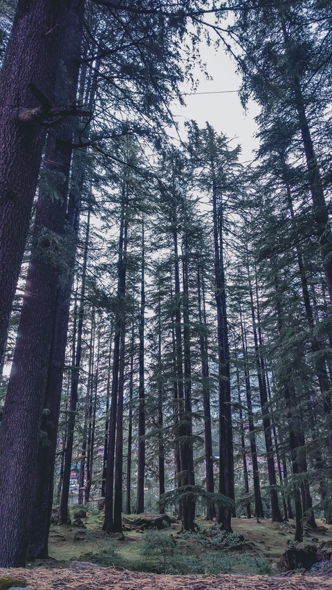 Dense Evergreen Pine Forest