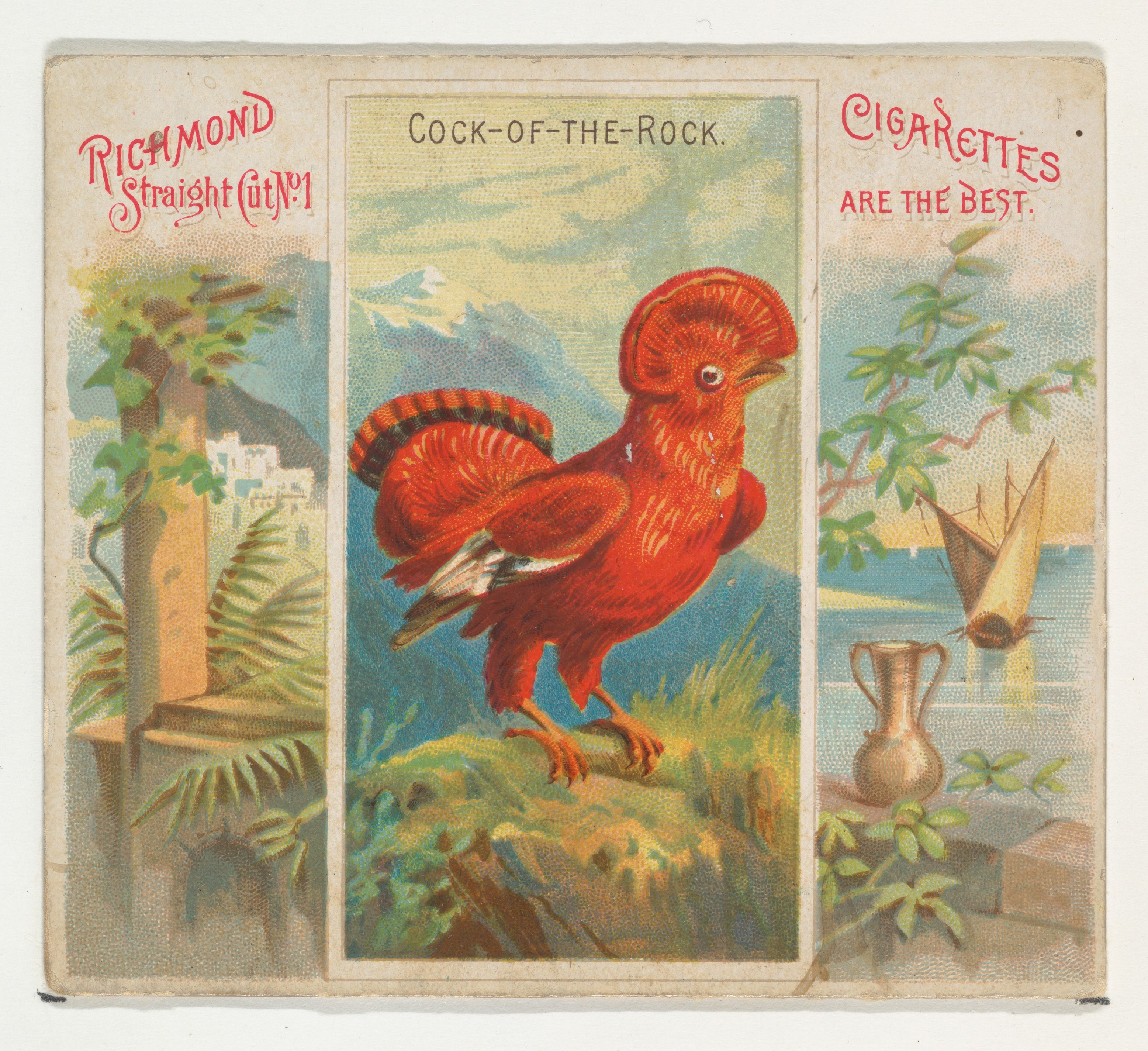 Vintage Cock-of-the-Rock Cigarette Card