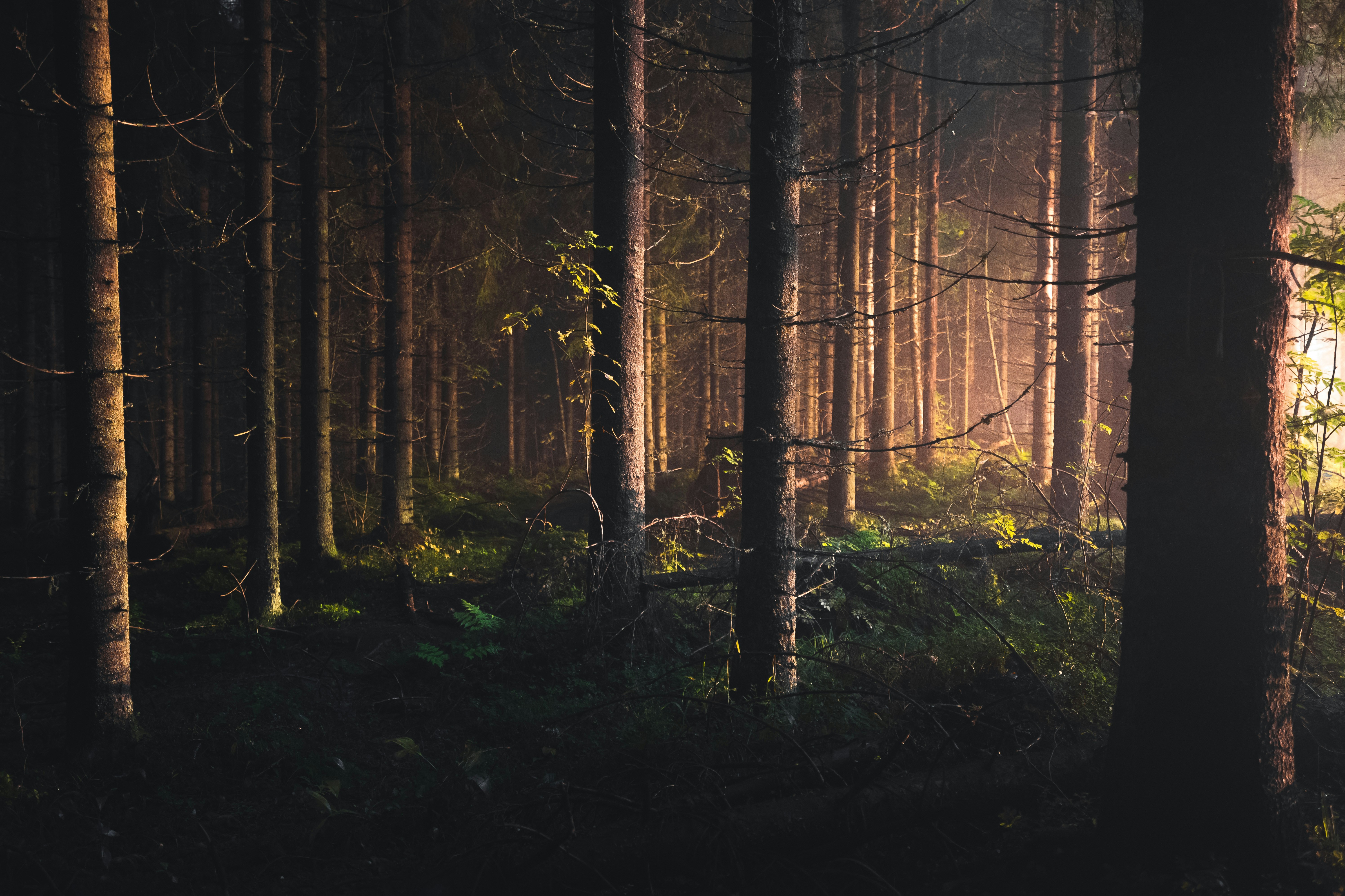Morning Sunlight Through Forest