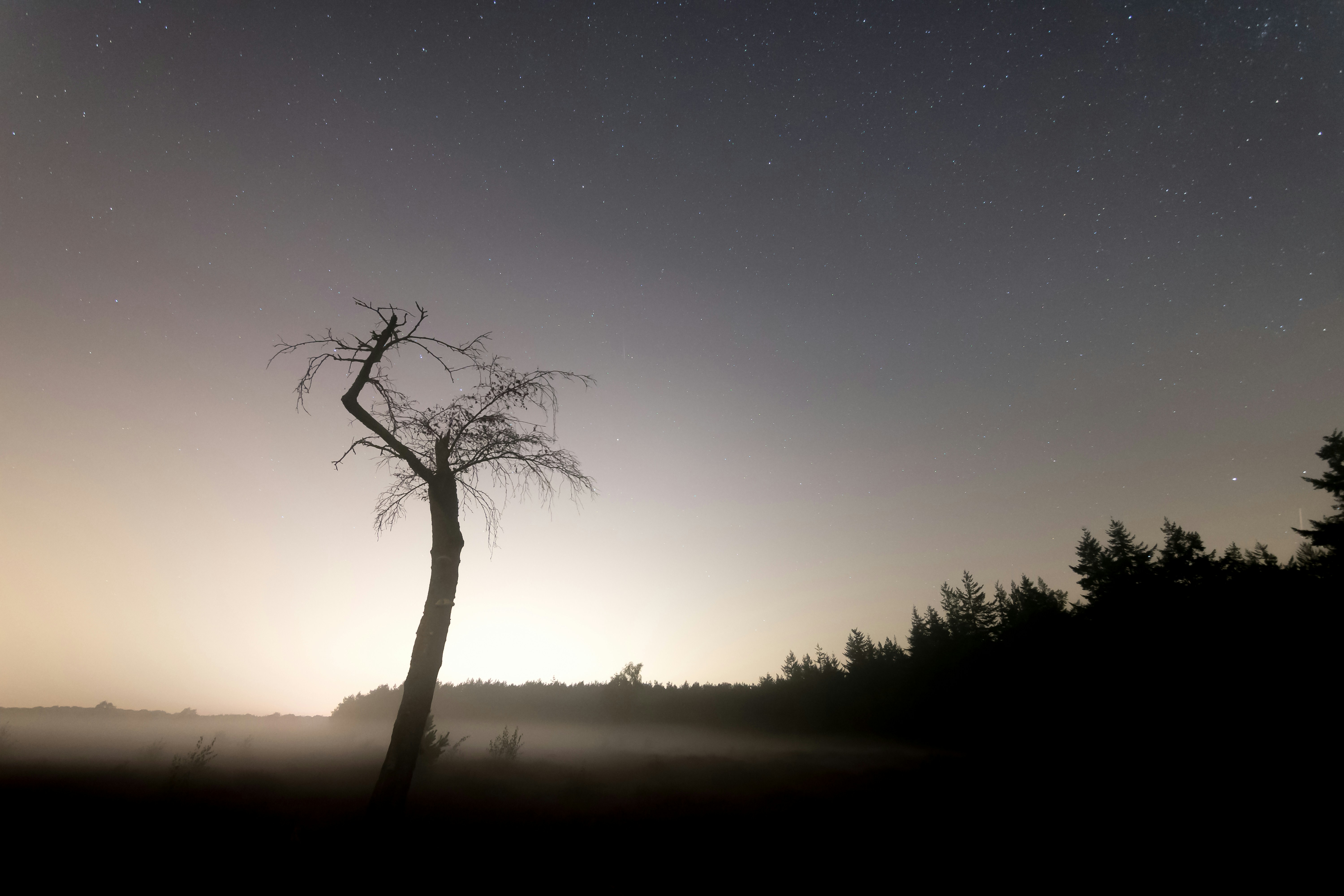 Lone Dead Tree Under Starry Night Sky