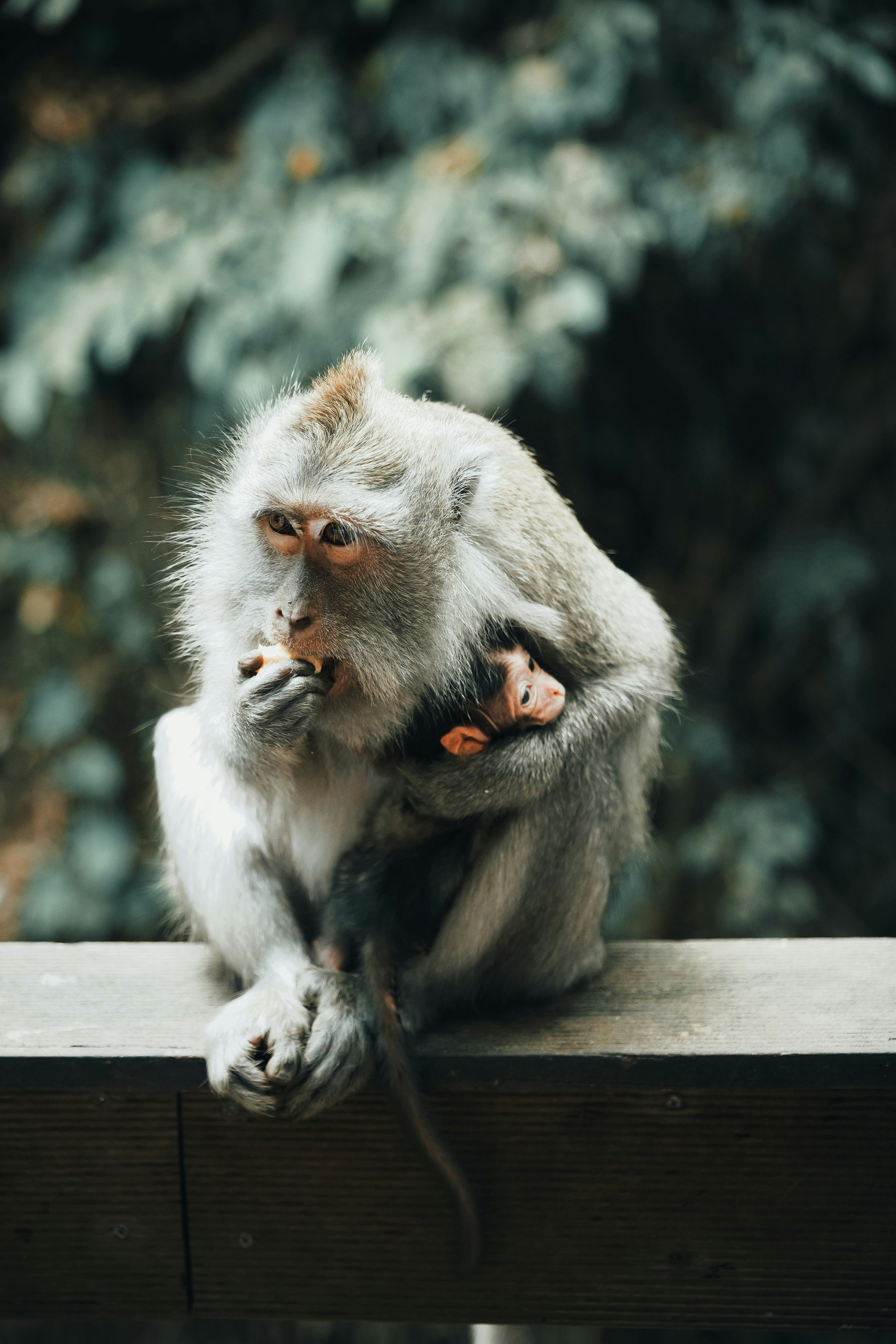 Macaque Mother Holding Baby Monkey