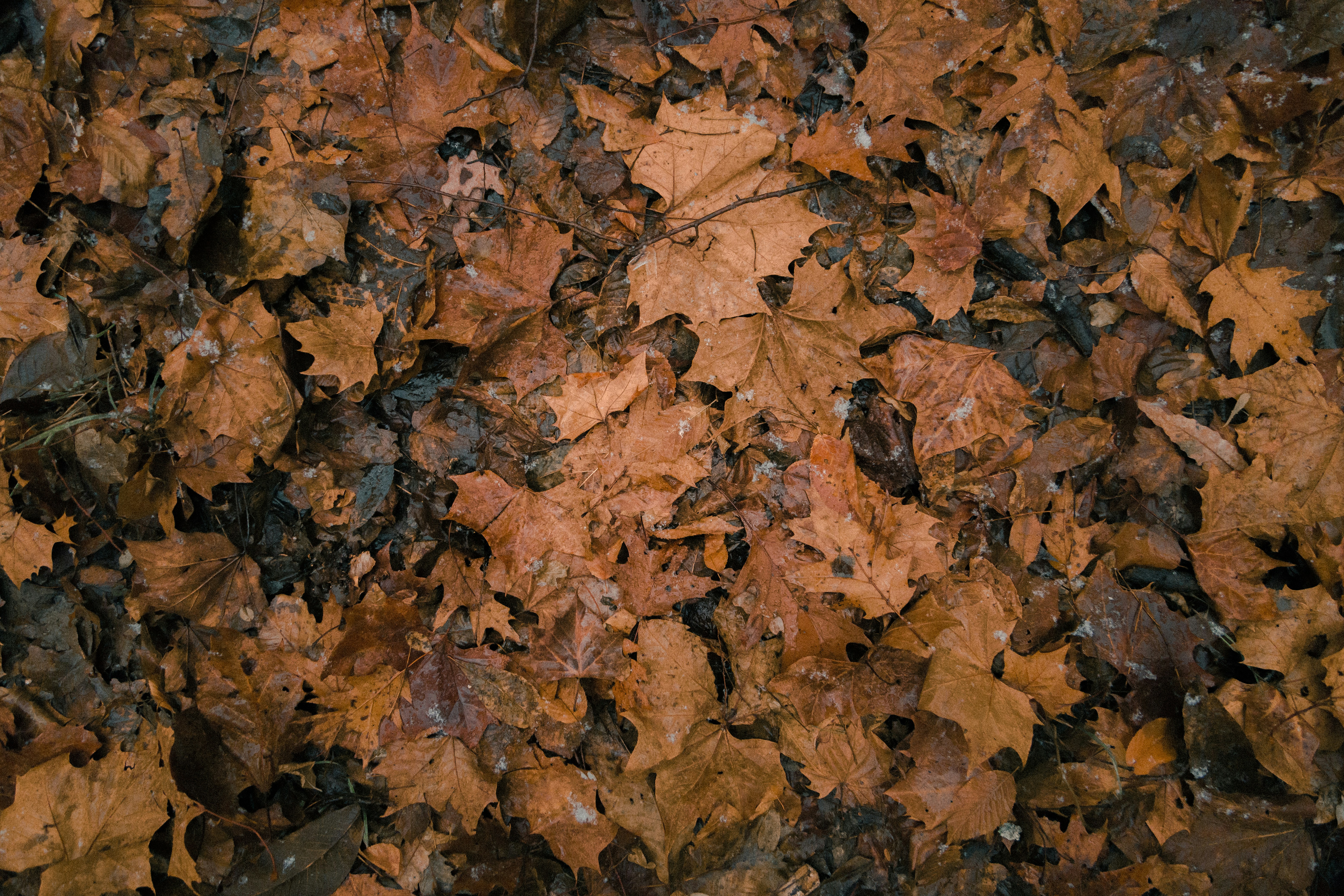Fallen Autumn Maple Leaves on Ground