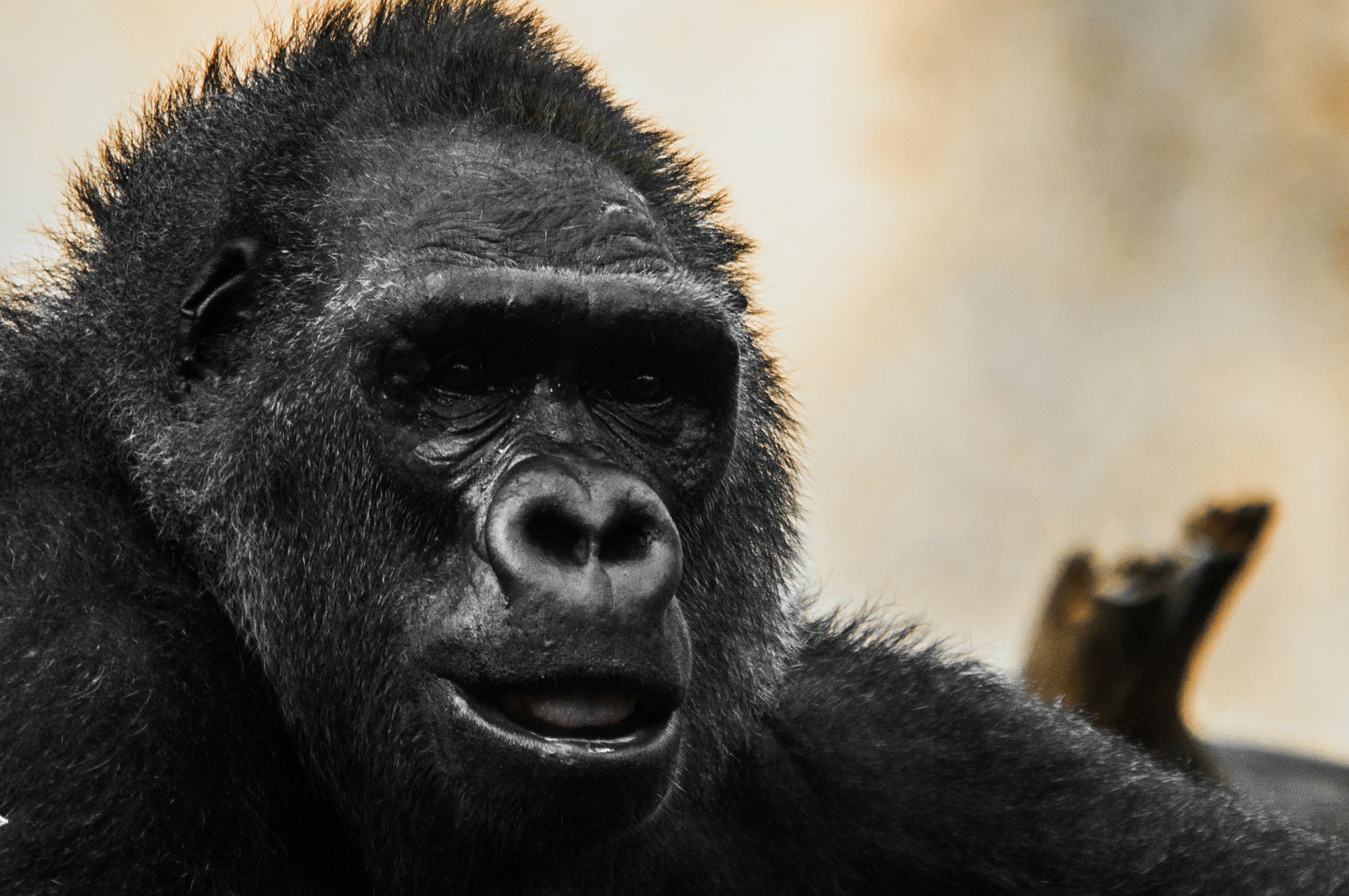 Close-up Portrait of Gorilla