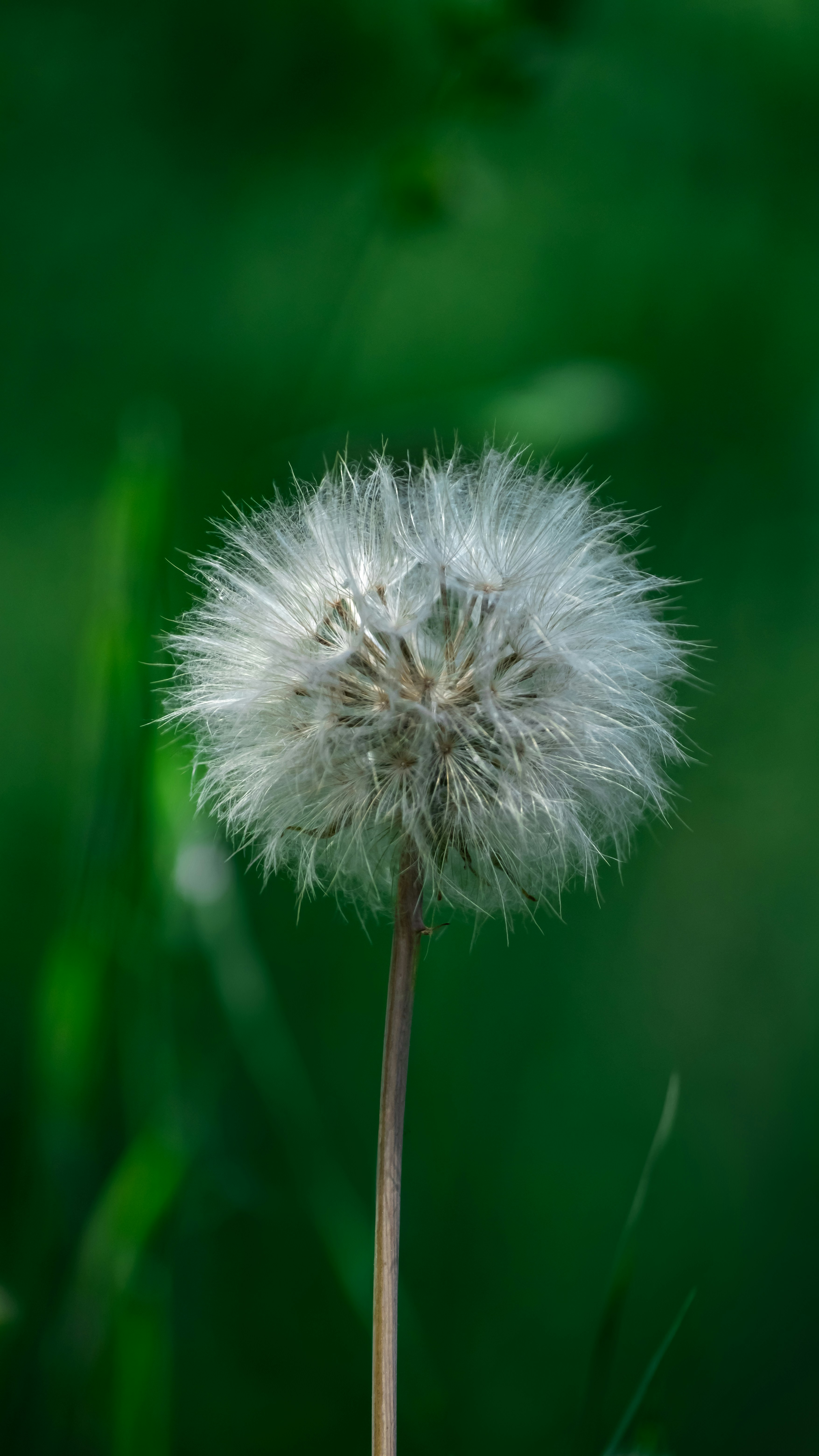Single Dandelion Puffball
