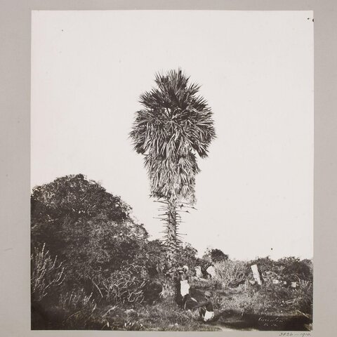 Vintage Photo of Palm Tree and Two Men