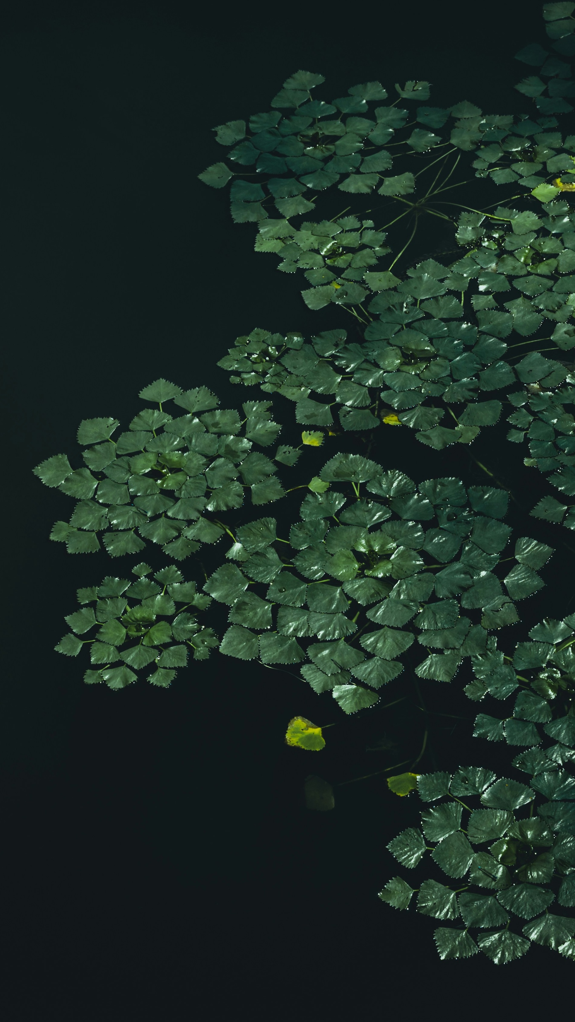 Wallpapers