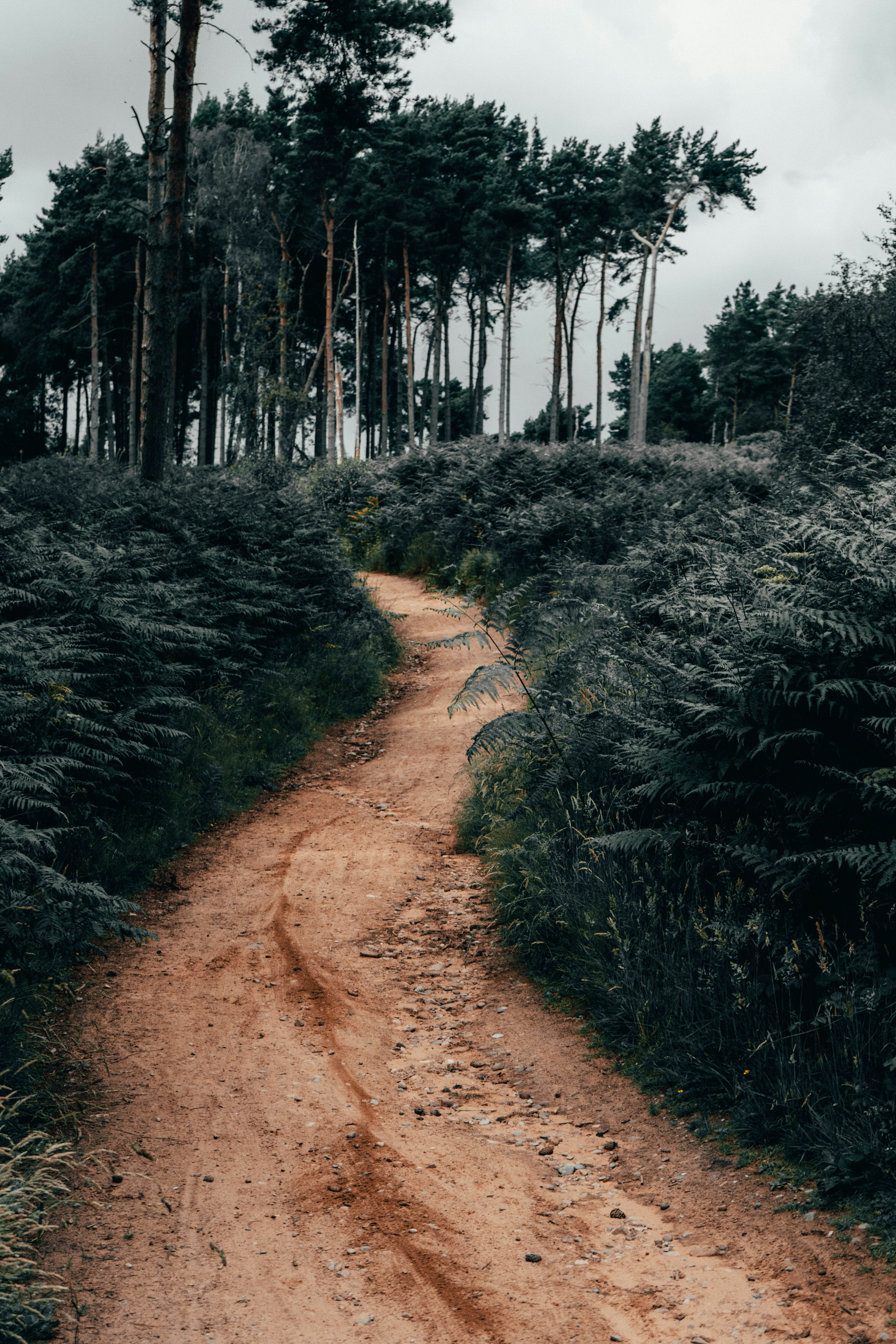 Dirt Path Through Pine Forest