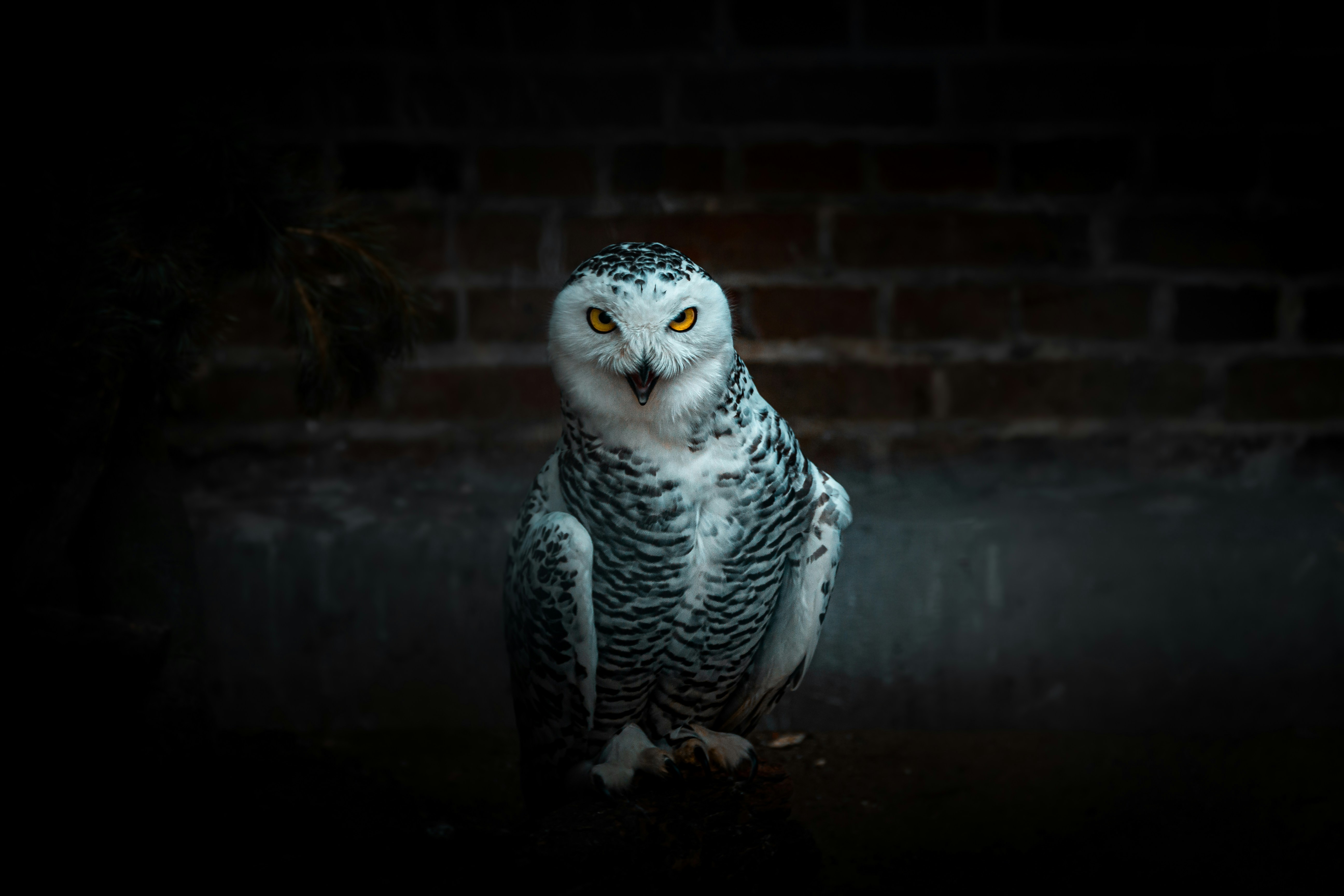 Snowy Owl Staring At Camera