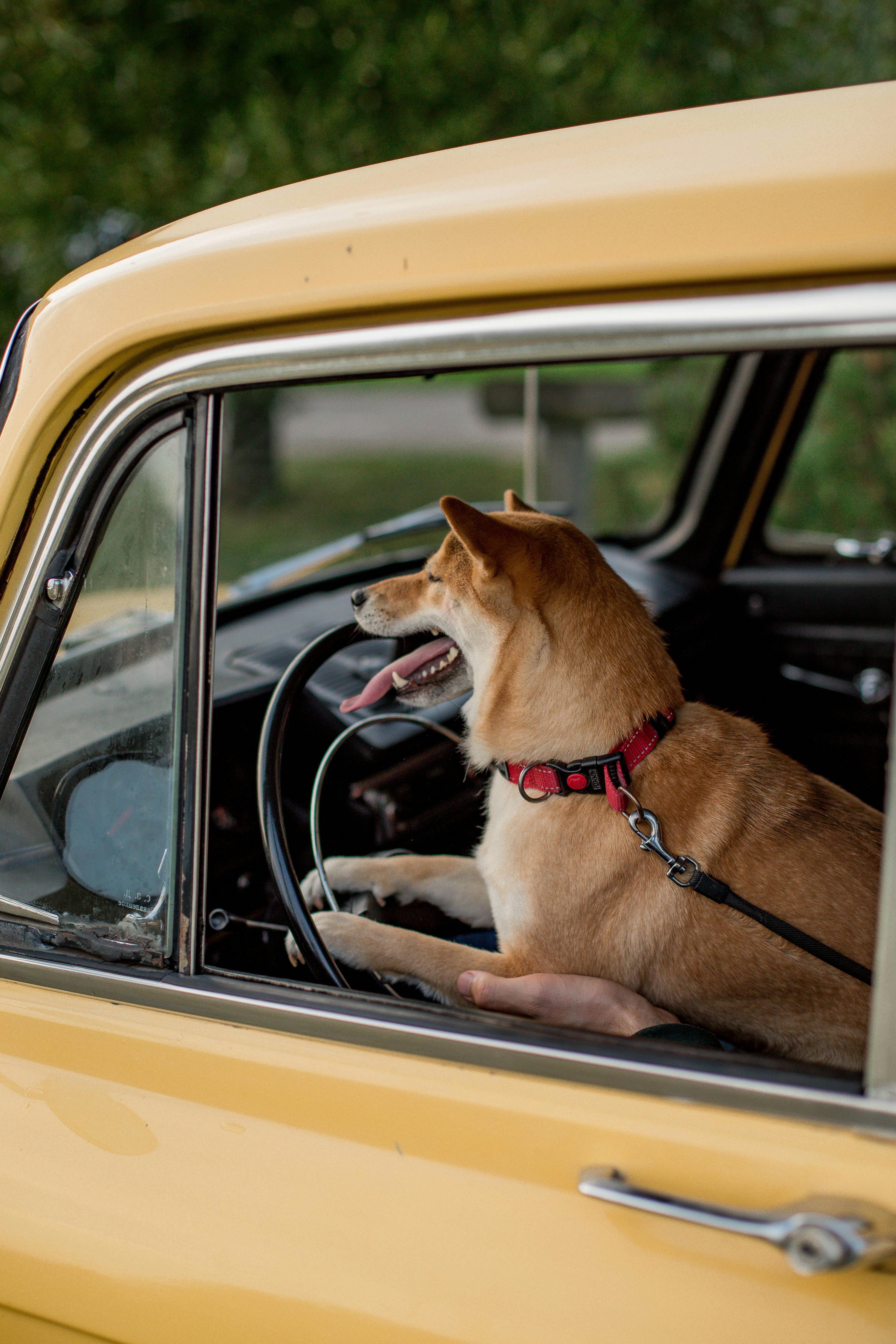 Shiba Inu in Driver's Seat of Car