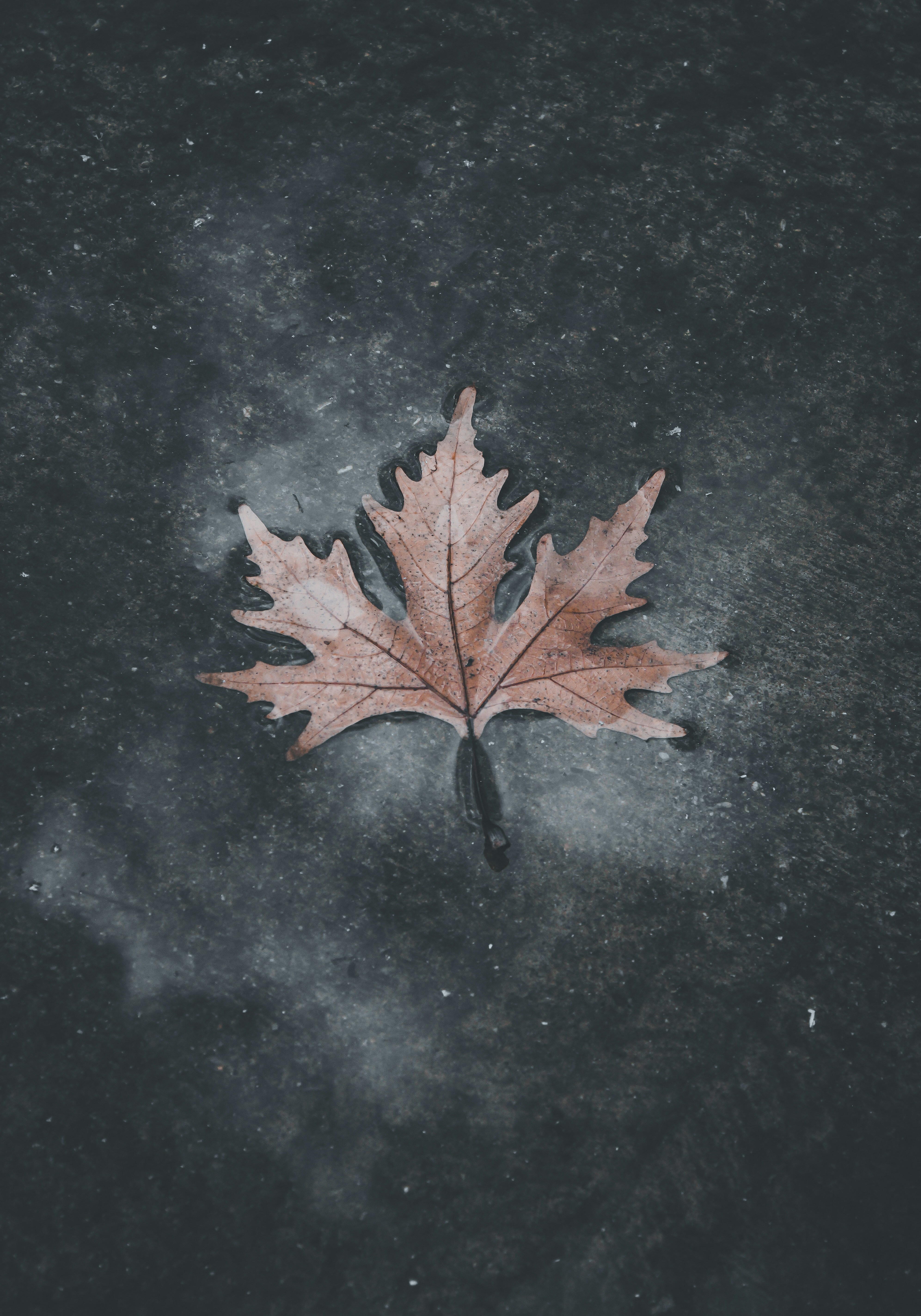 Dried Maple Leaf on Wet Ground