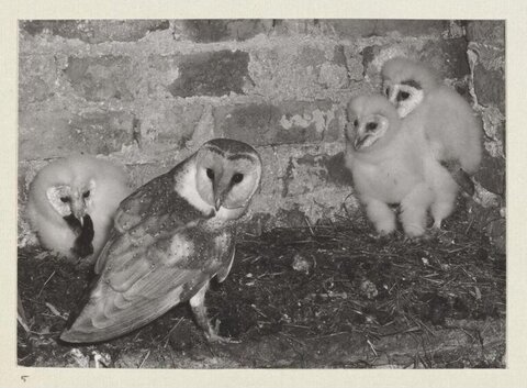 Adult Barn Owl With Three Owlets