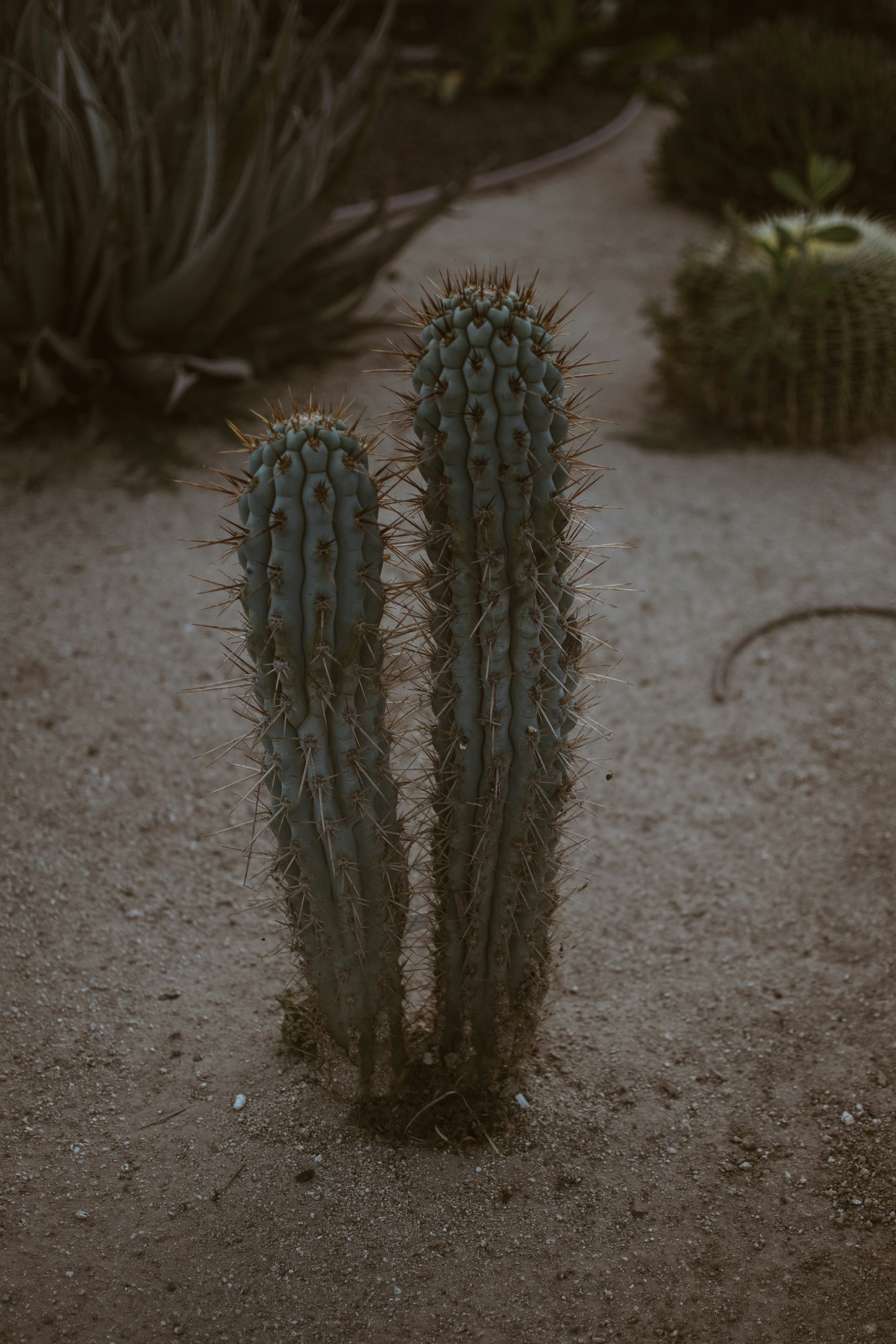 Two Column Cacti in Sand