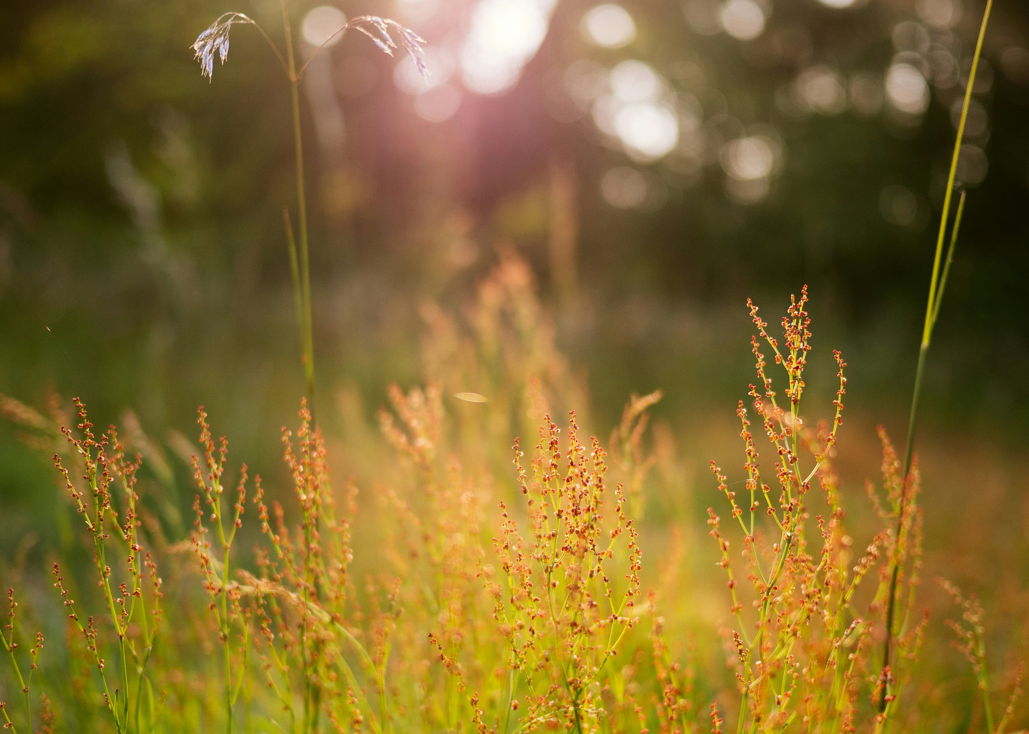 Backlit Wild Grasses in Meadow