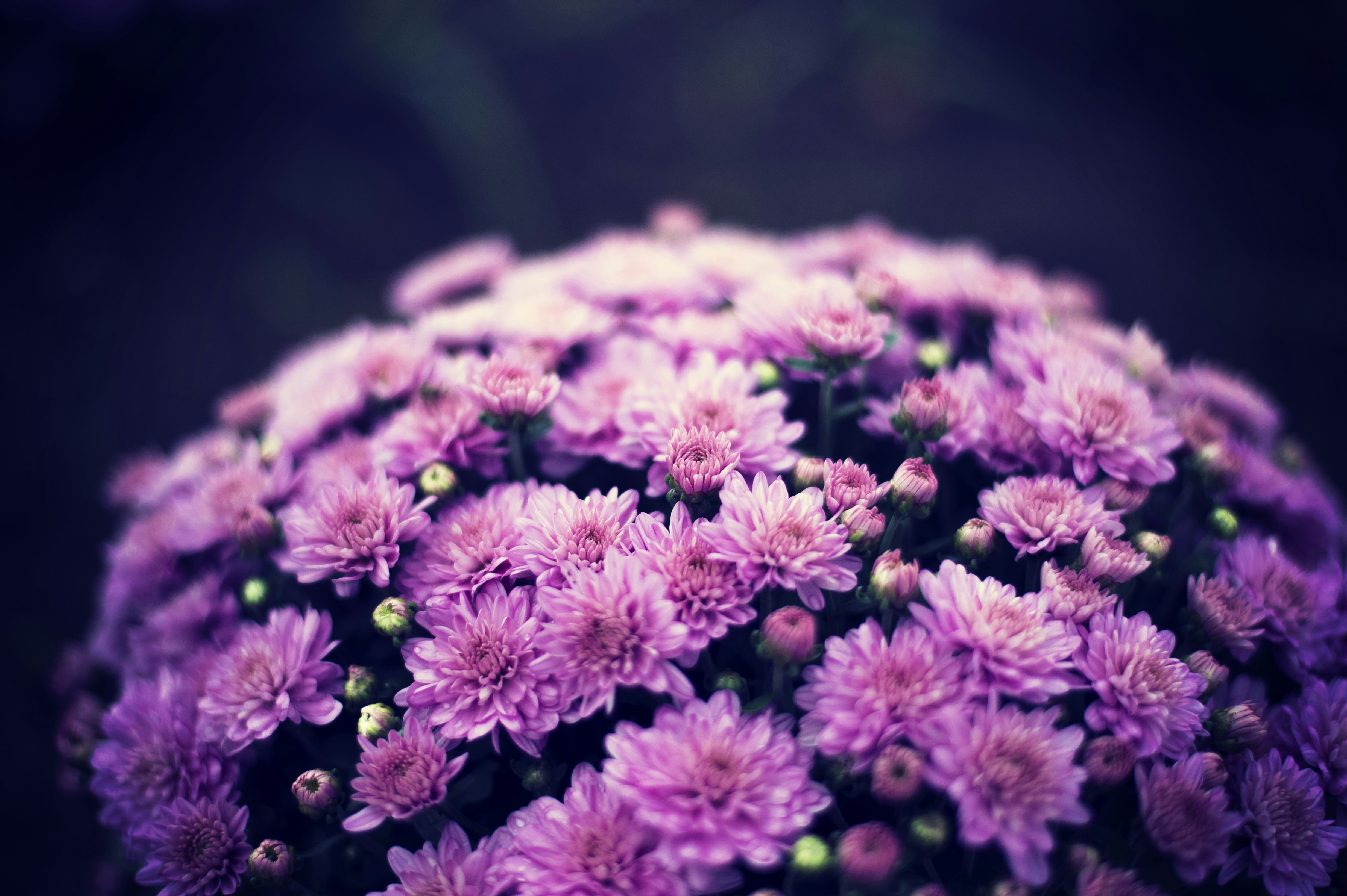 Bouquet of Pink Chrysanthemums