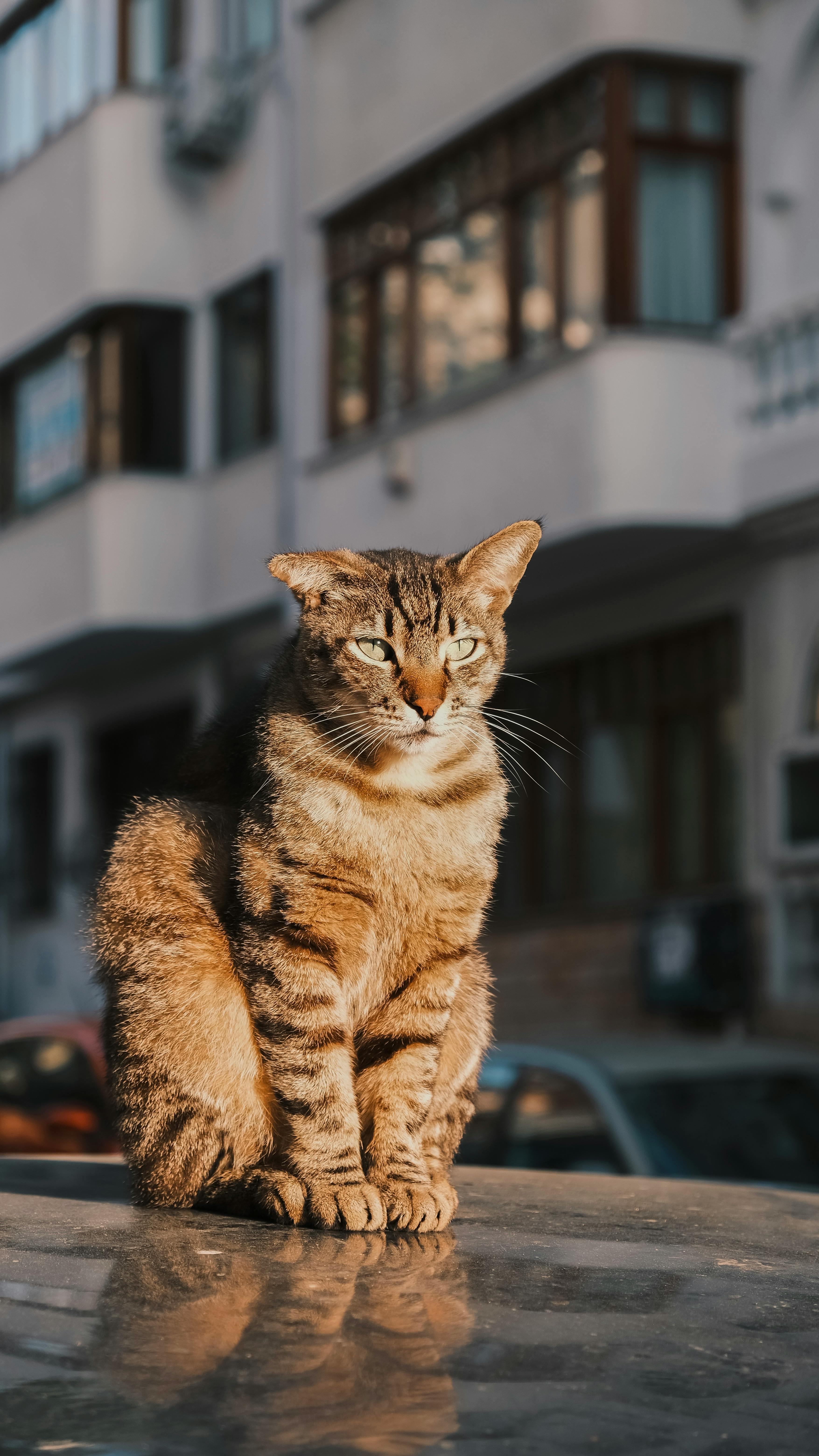 Tabby Cat Sitting on Car Roof