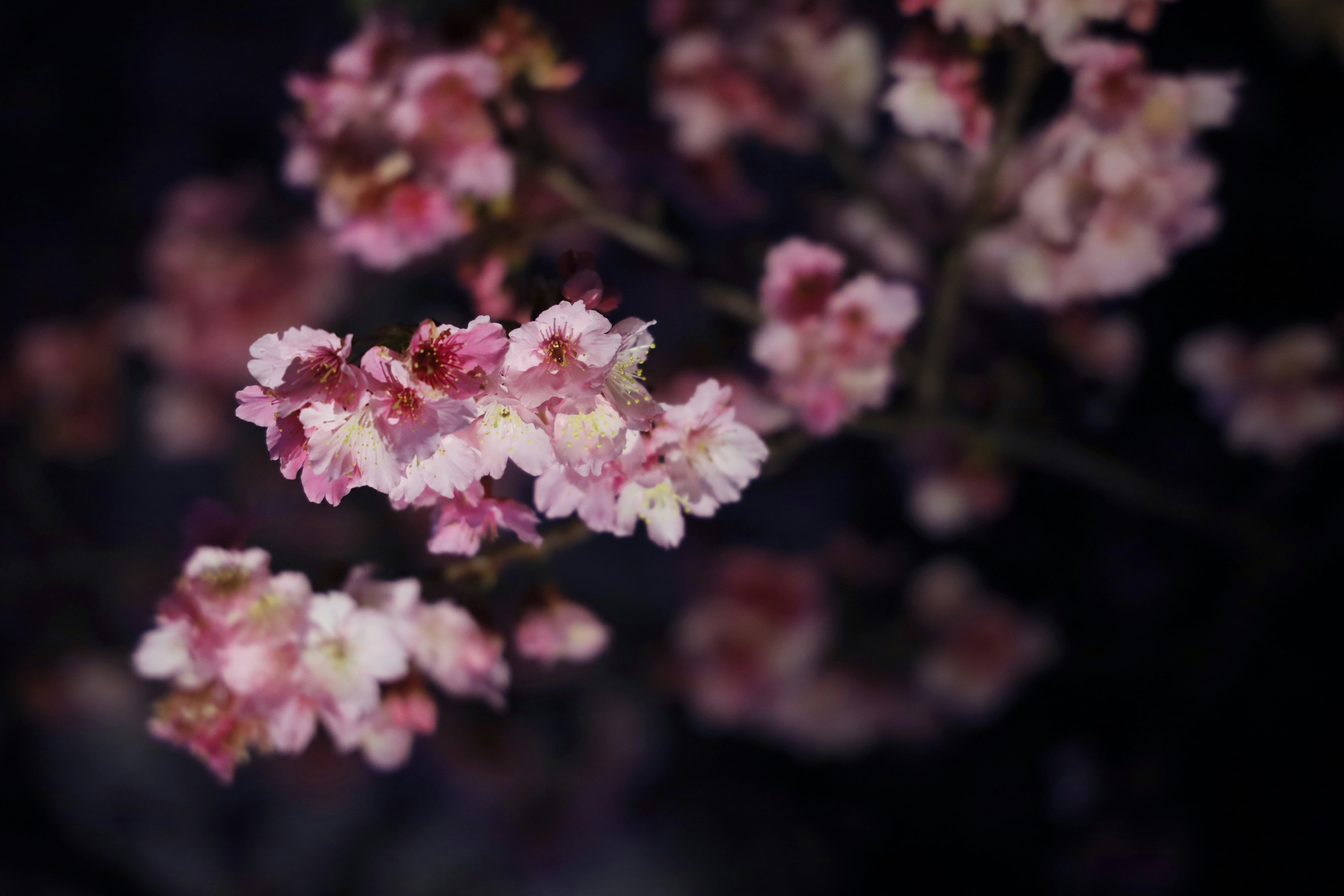 Pink Cherry Blossoms Against Dark Background